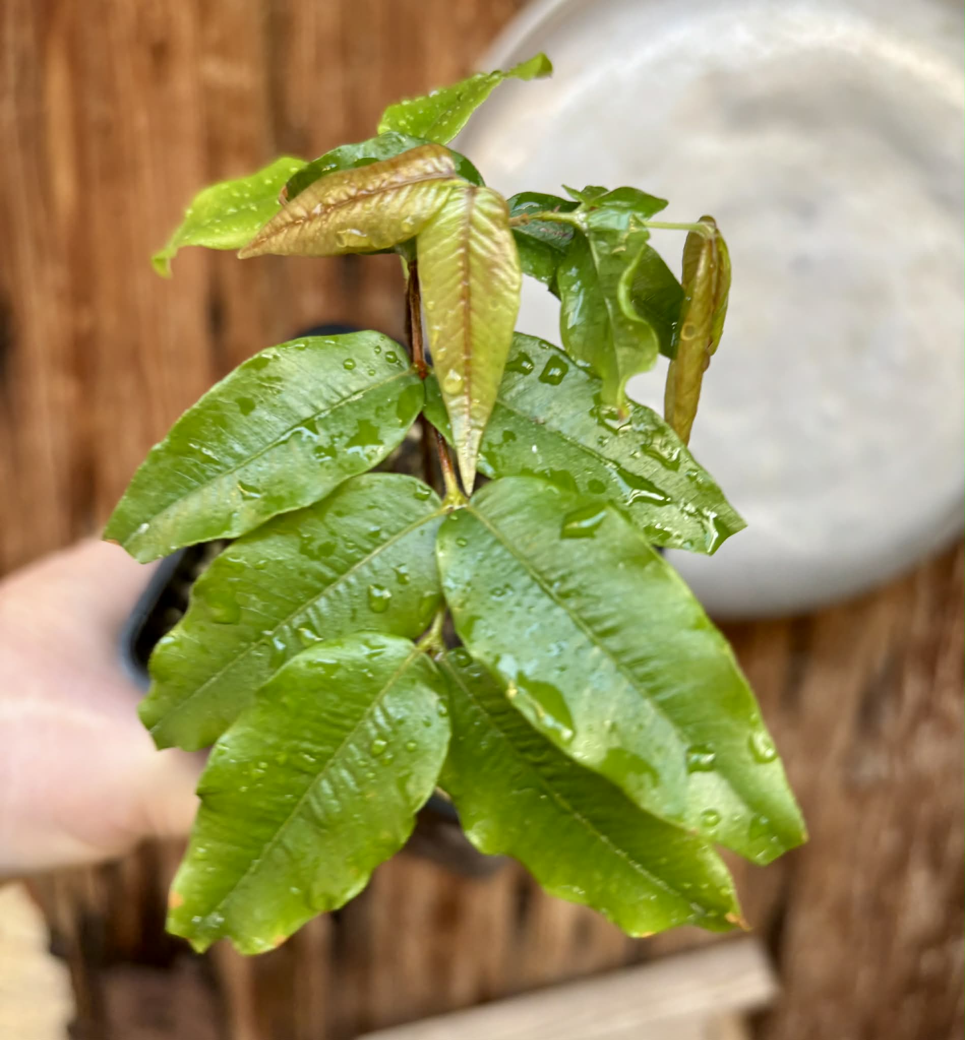 Myrciaria sp Jaboticaba - 1 potted plant / 1 getopfte Pflanze