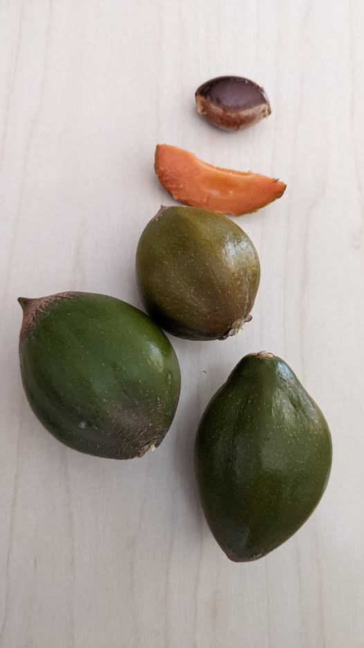Green Sapote (Pouteria viridis) - 1 fresh seed / 1 frischer Samen