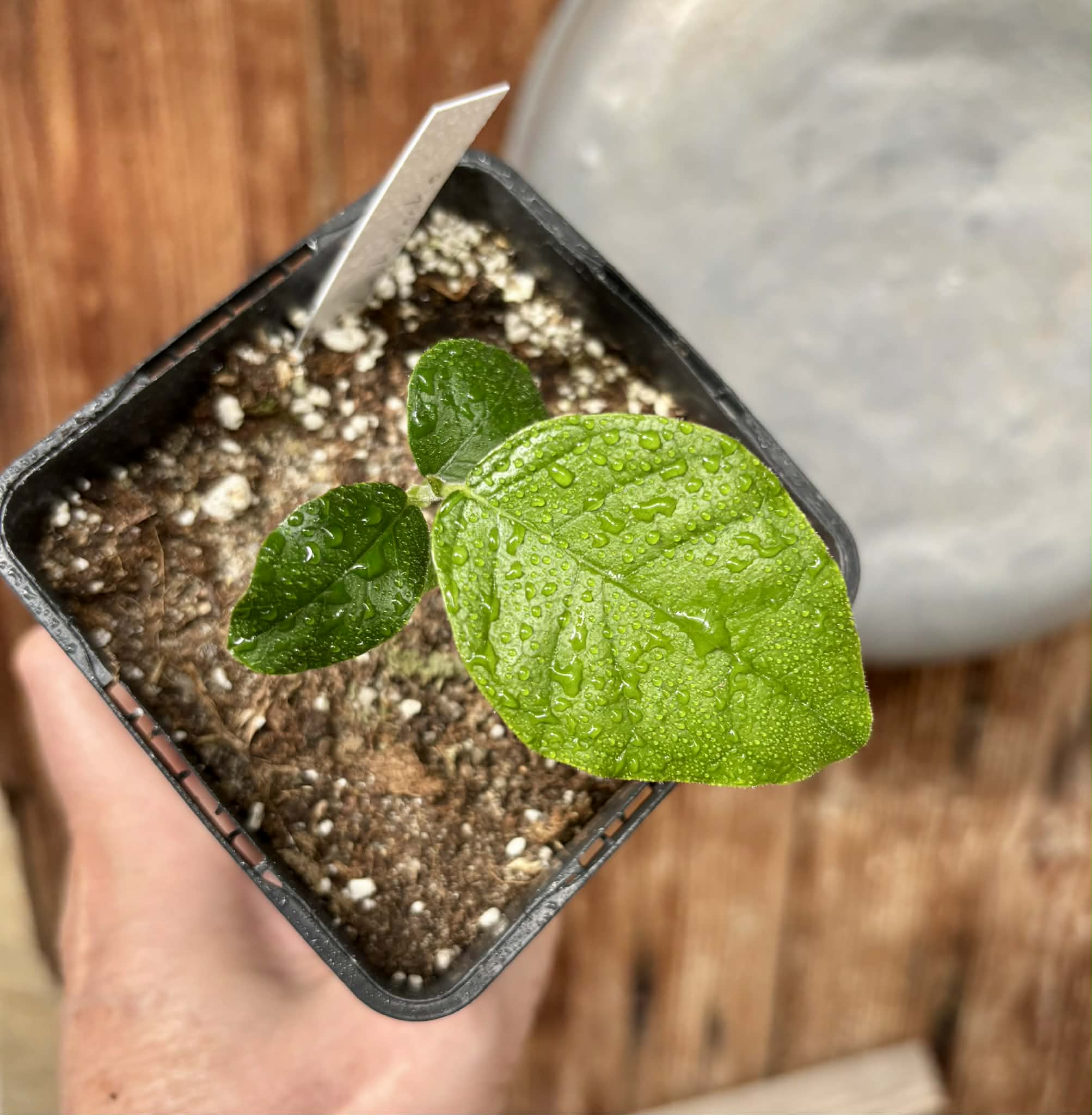 Artocarpus lacucha - Lakoocha  -  1 potted plant / 1 getopfte Pflanze