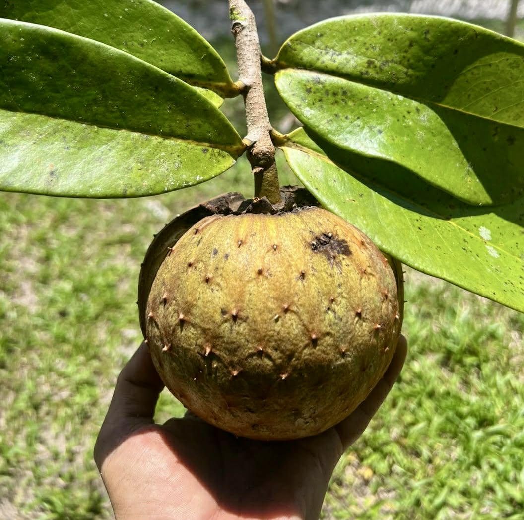 Pre Order - Annona salzmannii - 3 fresh seeds / 3 frische Samen