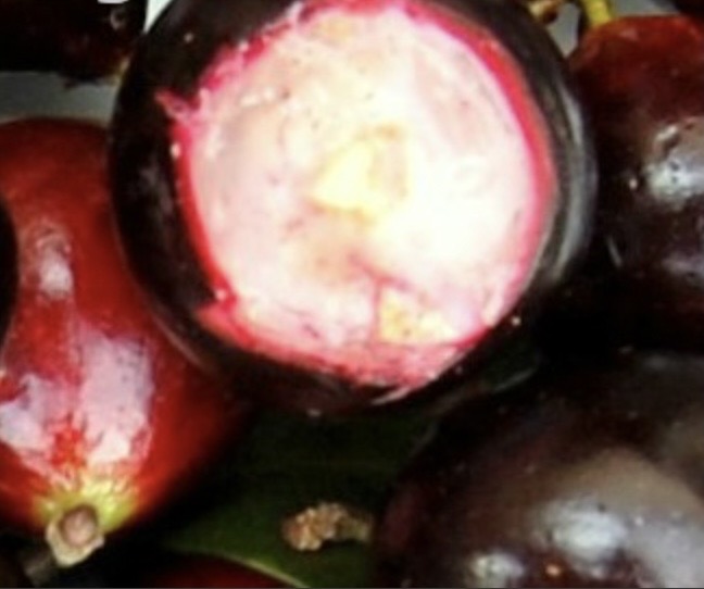 Jabuticaba Açu Paulista - Coleção Otto Andersen (Plinia cauliflora) -  1 fresh seed / 1 frischer Samen