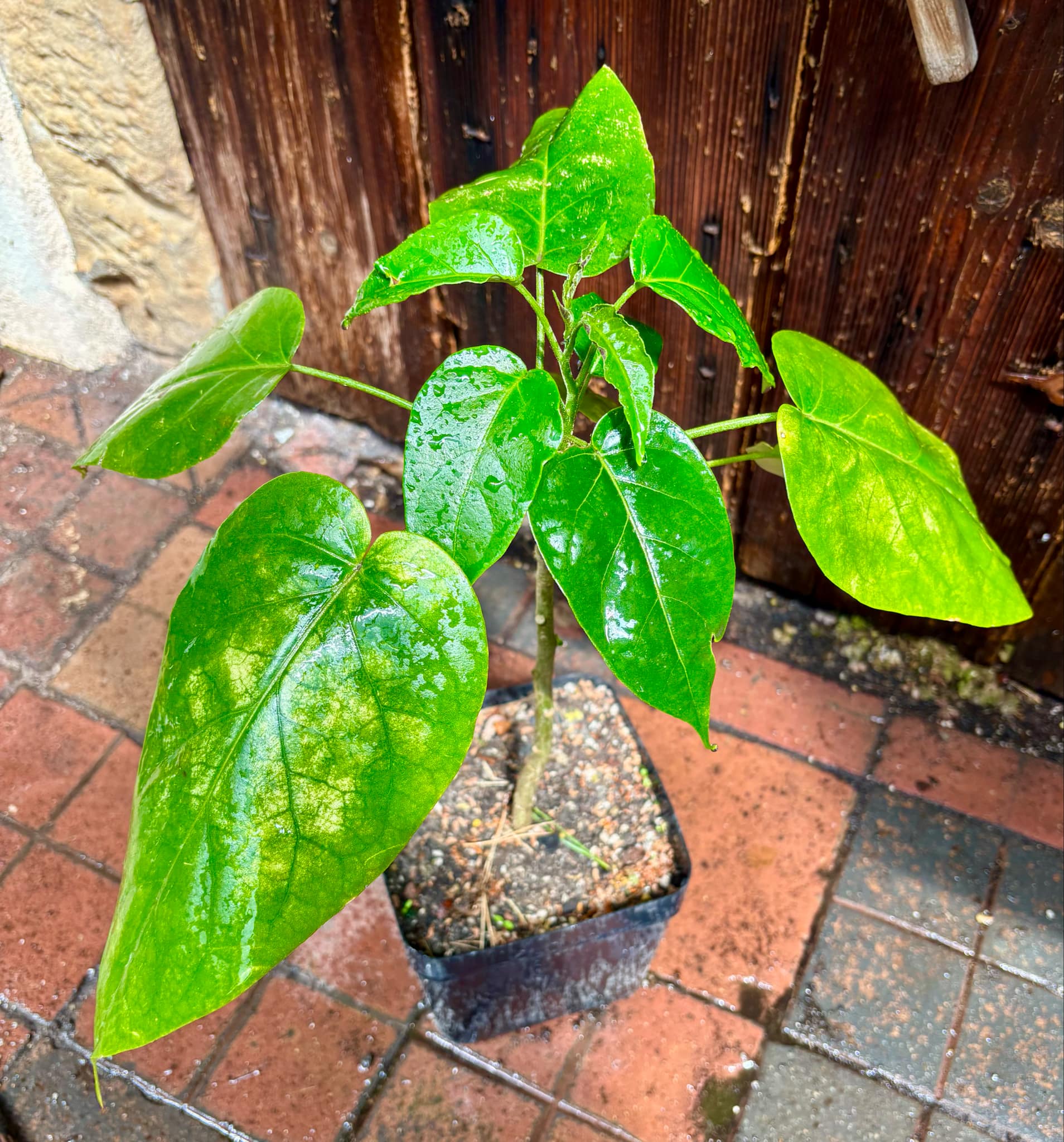 Guava Tamarillo (Solanum diploconos) - 1 potted plant / 1 getopfte Pflanze