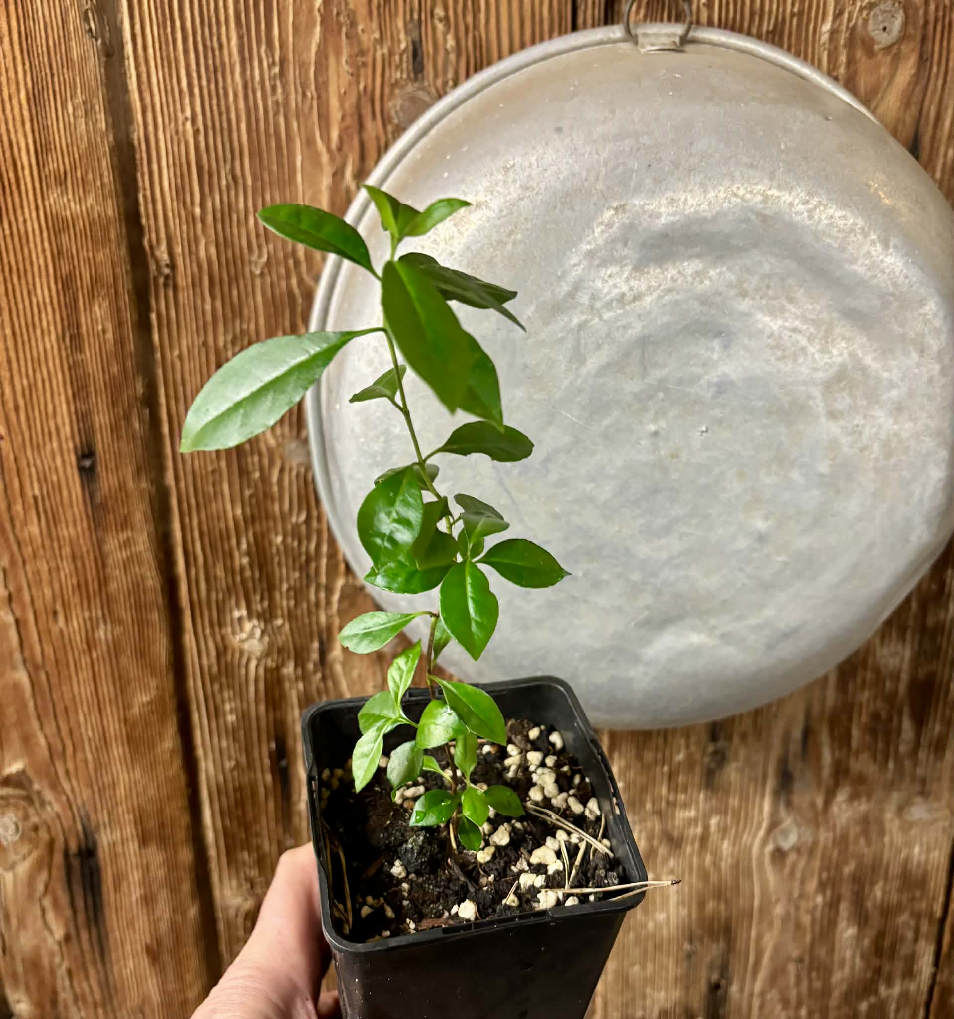 Psidium cattleyanum - Strawberry Guava  - 1 potted plant / 1 getopfte Pflanze