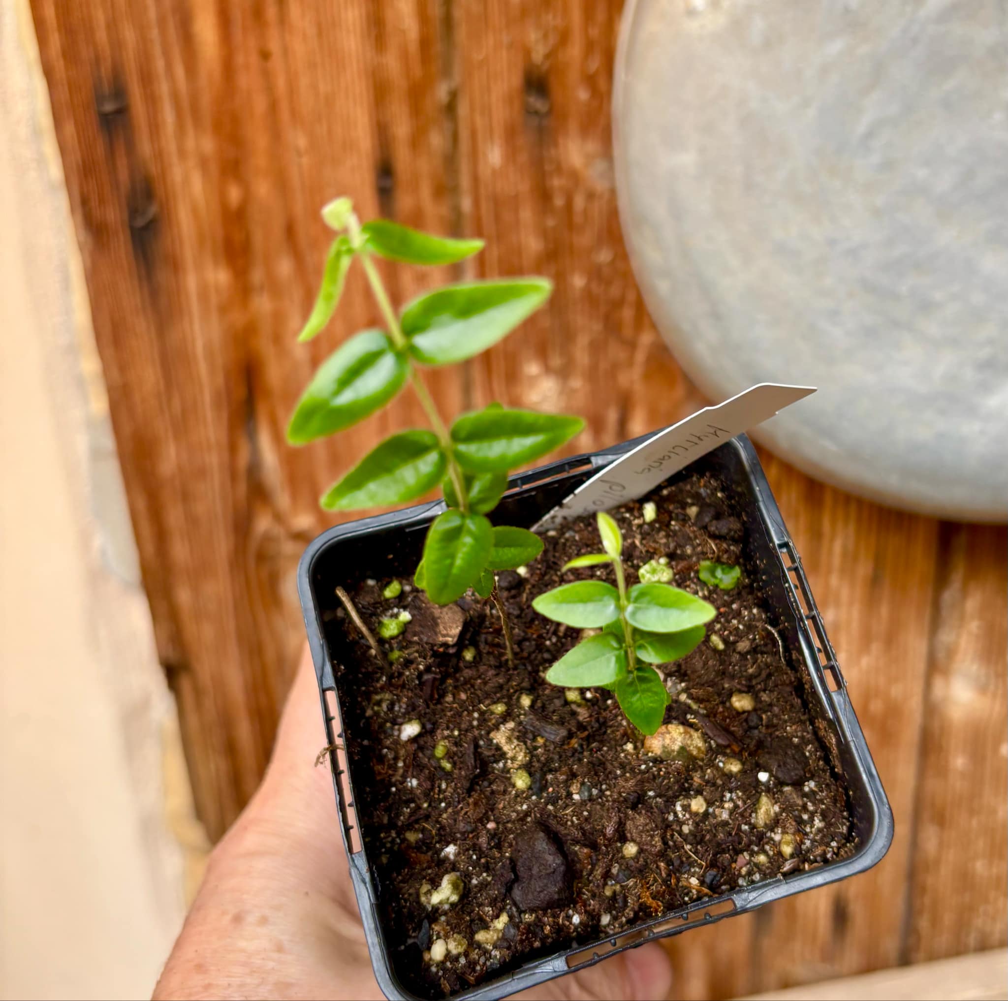 2 in one pot - Myrciaria pilosa - 2 small potted seedlings in one pot / 2 kleine, getopfte Sämlinge in einem Topf 2 in one pot - Myrciaria pilosa - 2 small potted seedlings in one pot / 2 kleine, getopfte Sämlinge in einem Topf