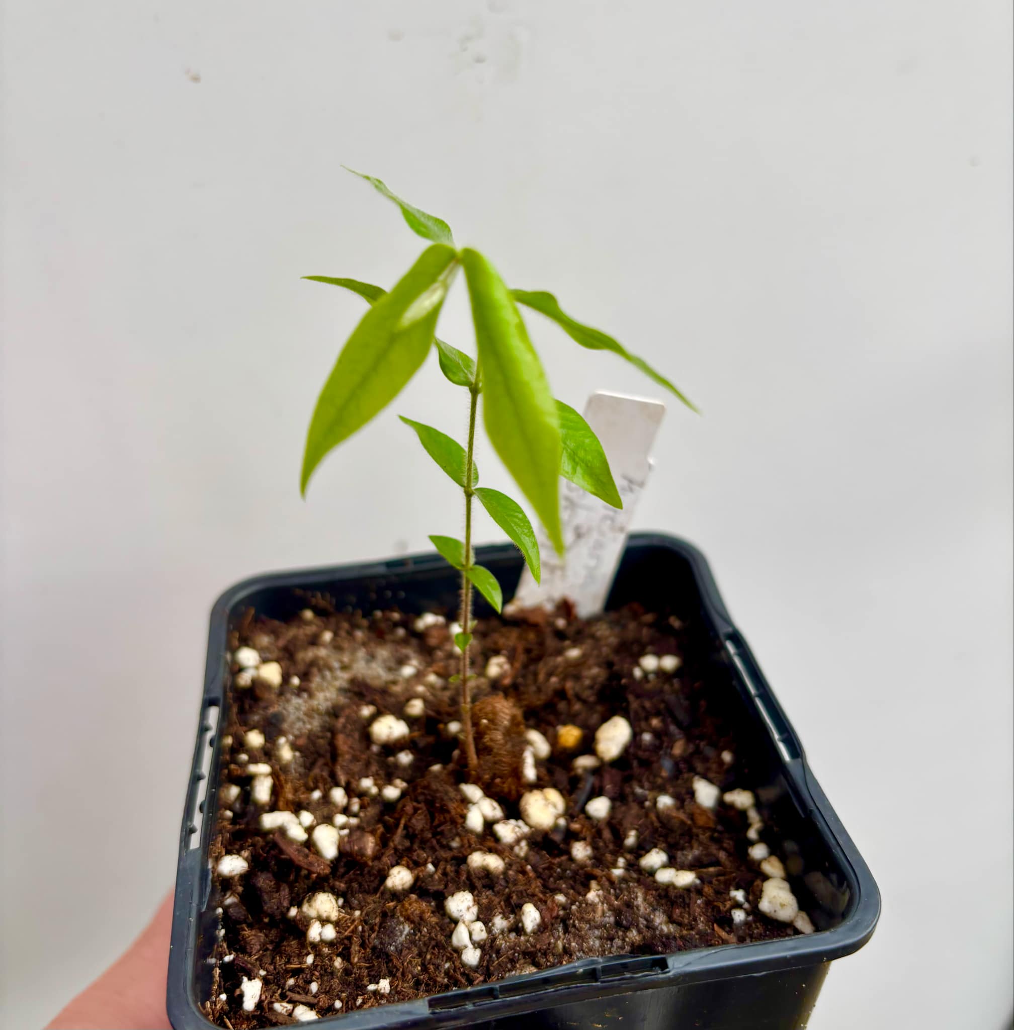 Top five tasting fruits - Beach Cambuca (Myrciaria strigipes) - 1 potted seedling / 1 getopfter Sämling