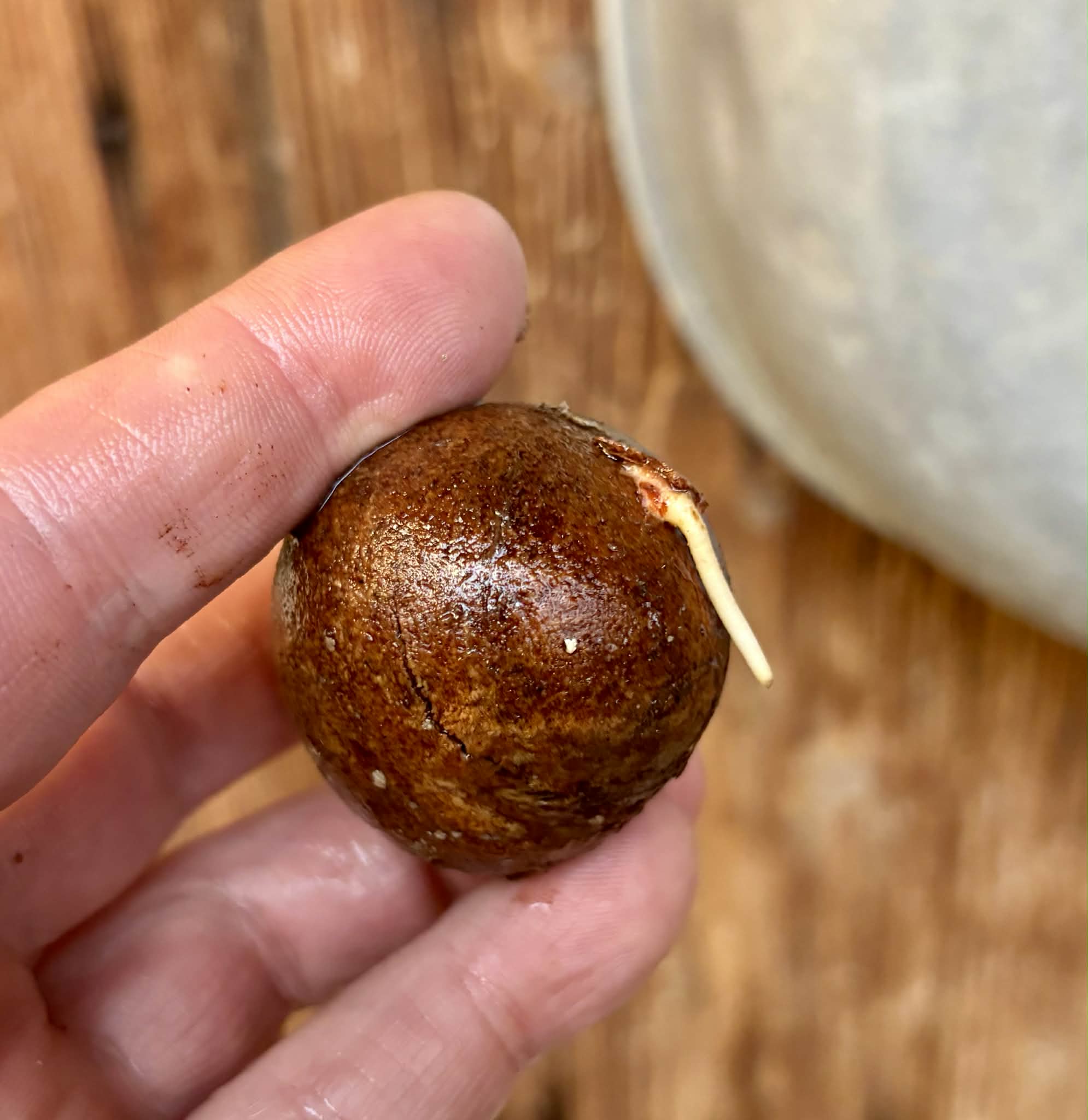 Eugenia sp Laranja Camamu - 1 germinated seed / 1 gekeimter Samen