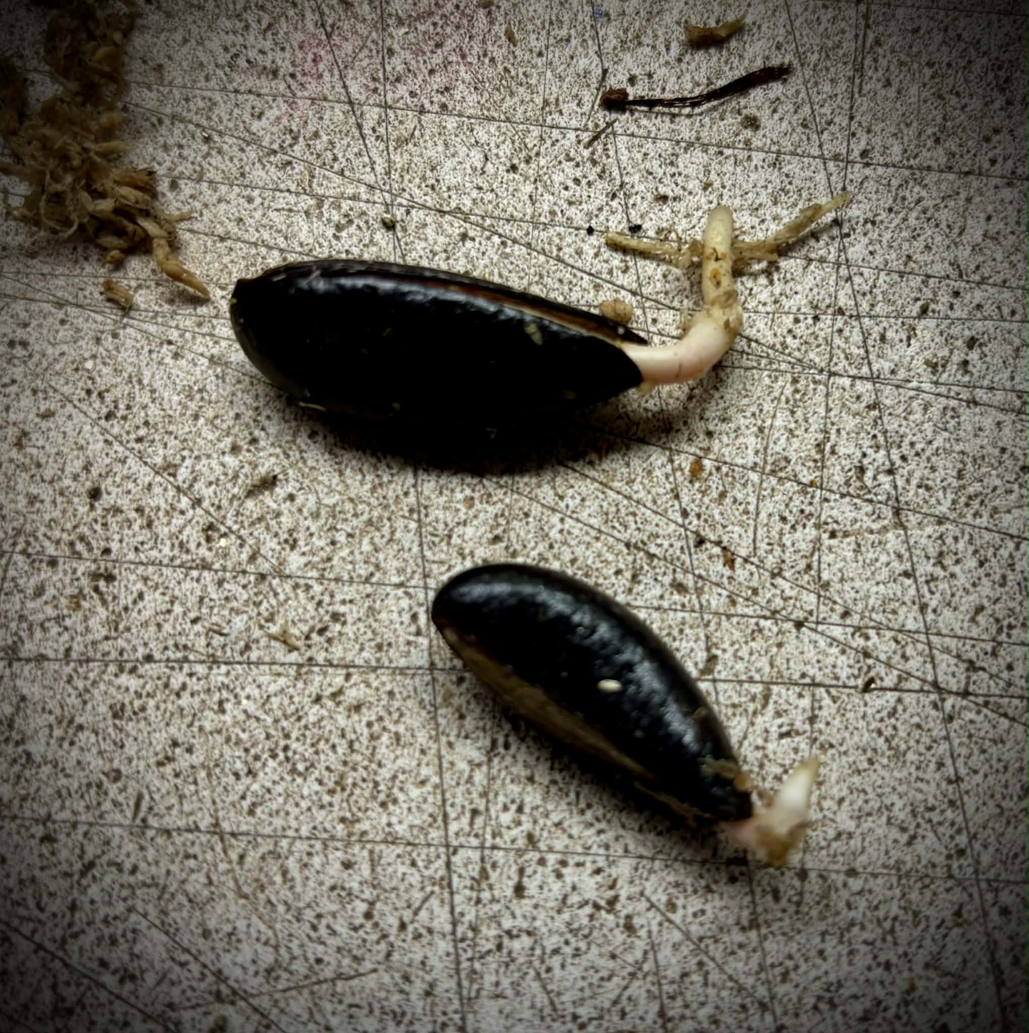 Chrysophyllum sp Piranga - 1 germinated seed / 1 gekeimter Samen