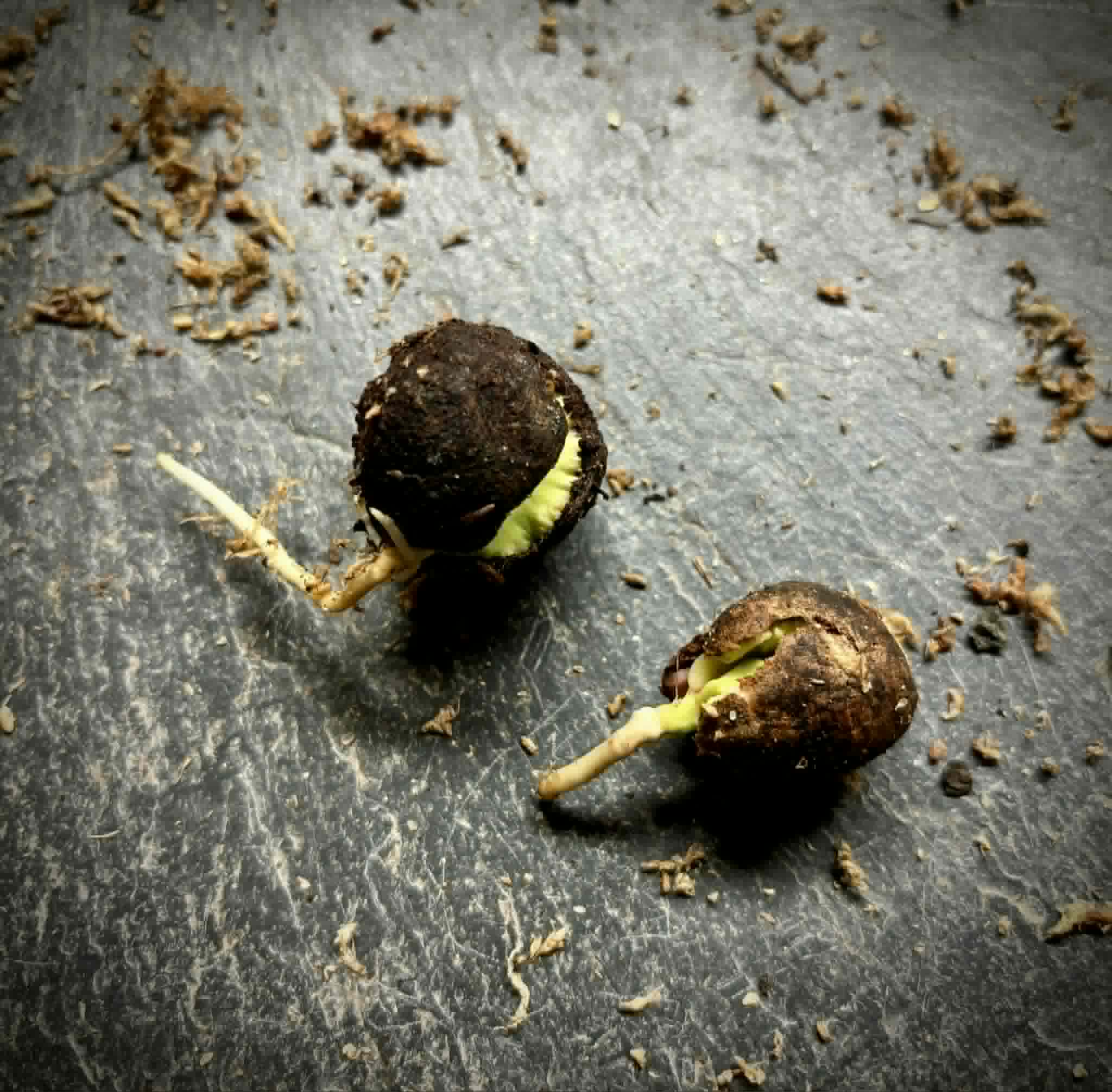 Jambu Bol Jamaika (Syzygium malaccense) - 1 germinated seed / 1 gekeimter Samen