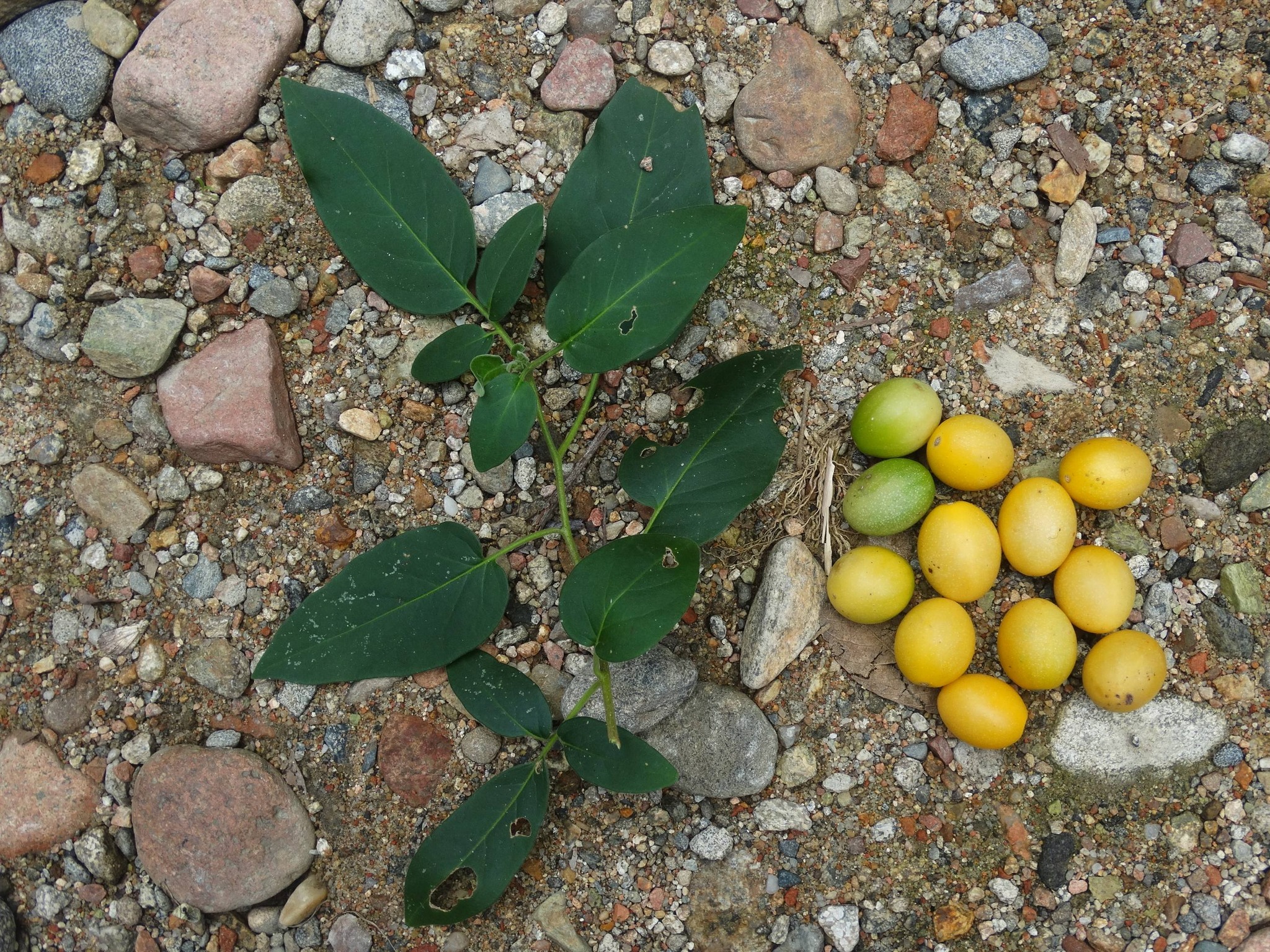Solanum pelagicum - 1 fresh seed / 1 frischer Samen