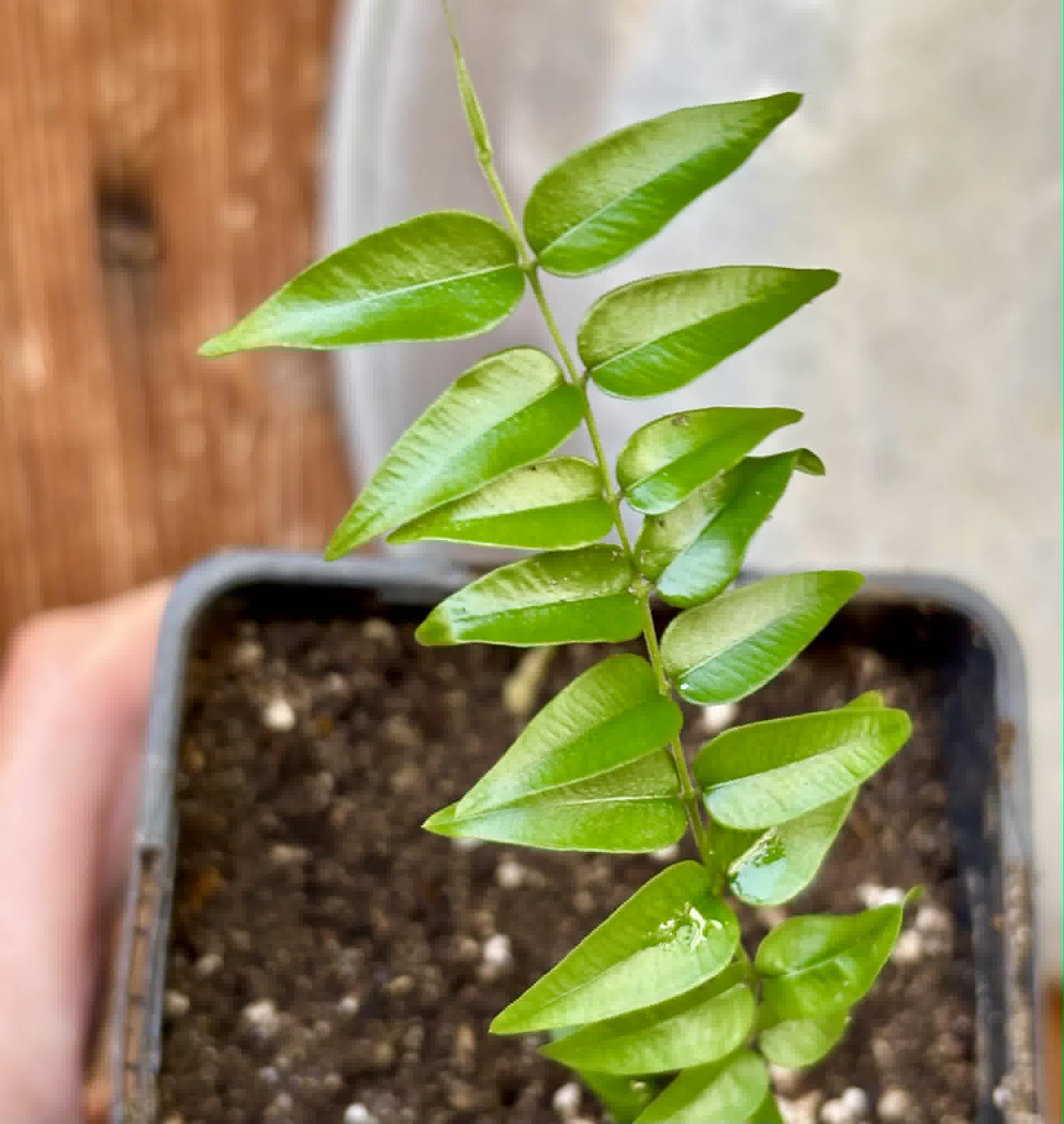 Myrciaria sp Maruim - 1 potted seedling / 1 getopfter Sämling