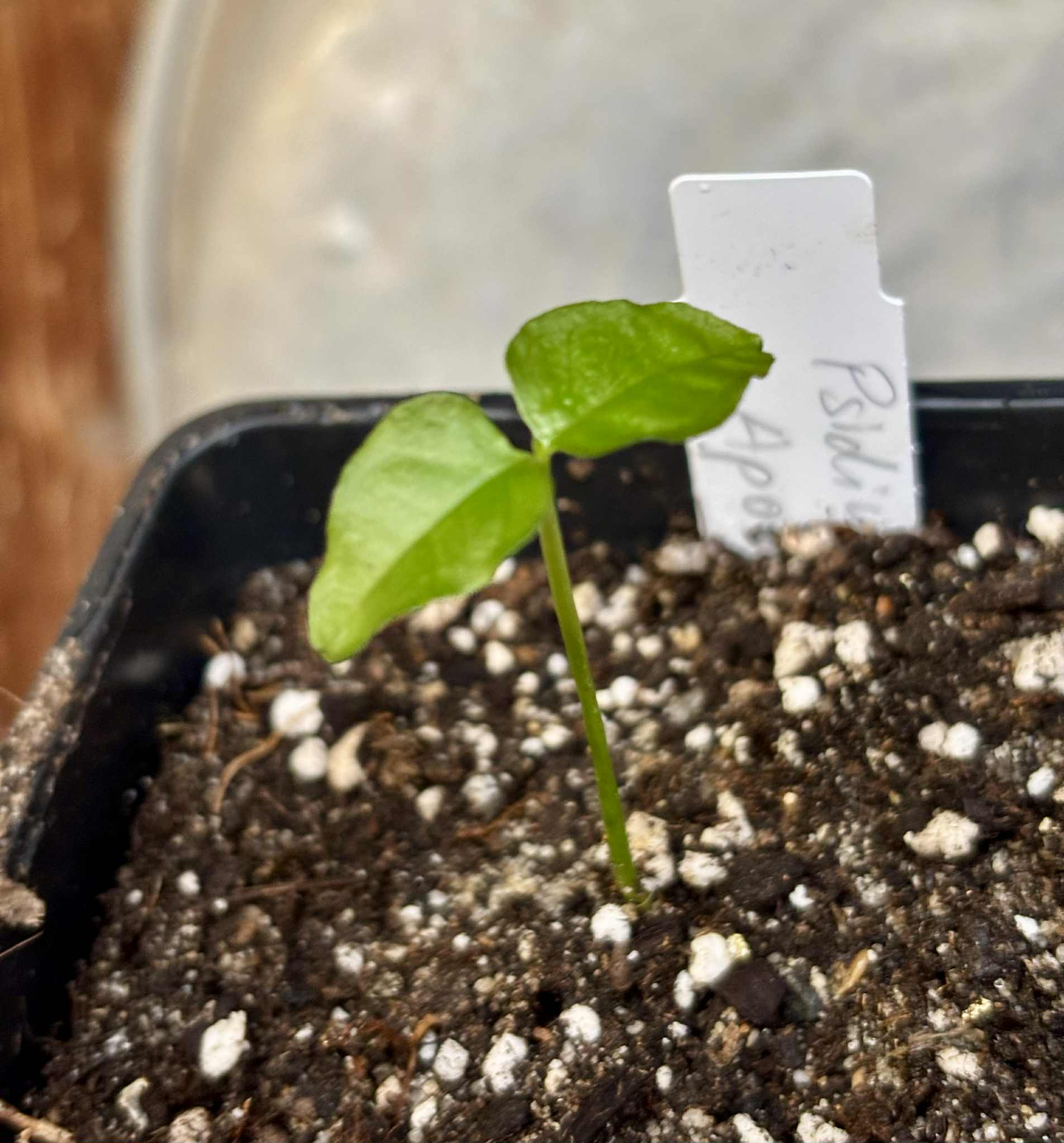 Psidium sp Aporá - 1 potted seedling / 1 getopfter Sämling