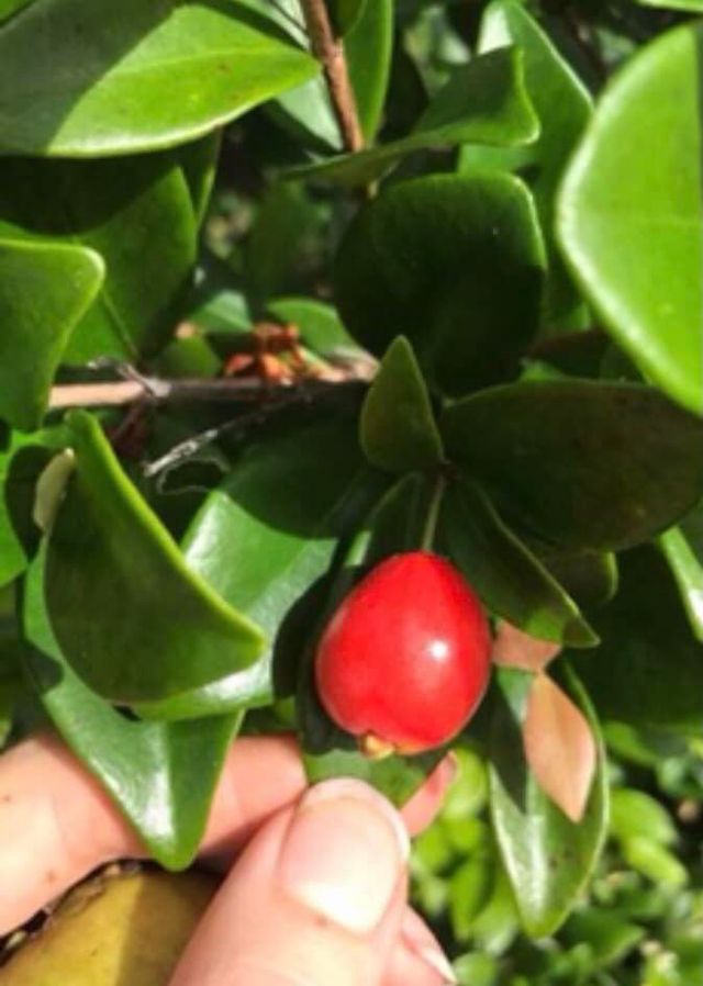 6 years old - Cedar Bay Cherry (Eugenia reinwardtiana) - 1 potted plant / 1 getopfte Pflanze