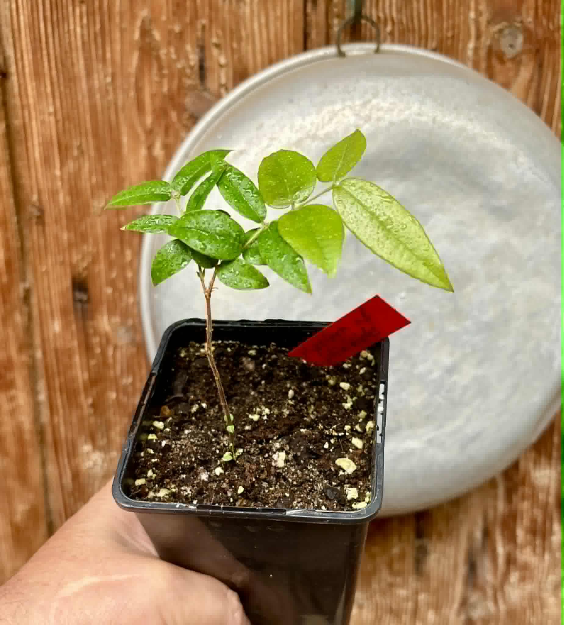 Myrciaria aff plinioides-  1 potted seedling / 1 getopfter Sämling