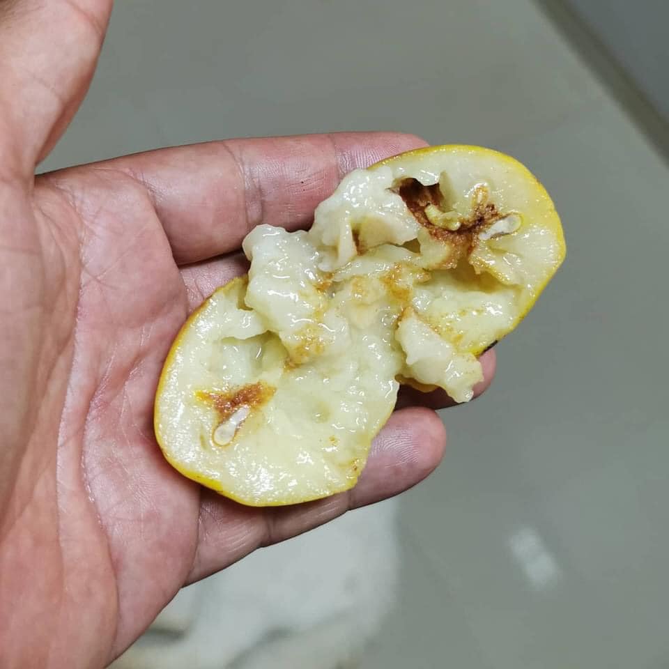 Campomanesia lineatifolia - Rare exotic plant - Seltene exotische Pflanze