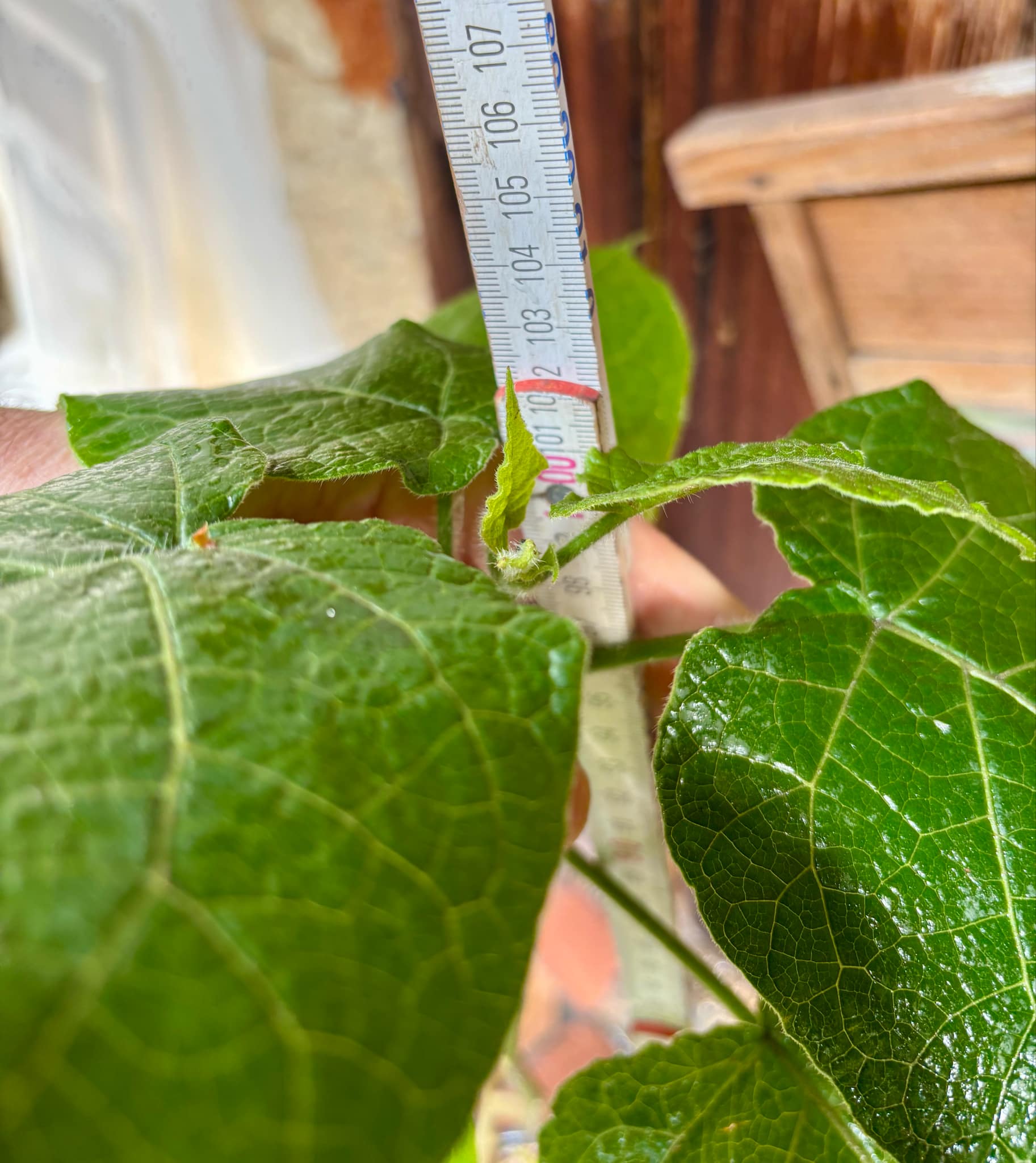 Hardy Tamarillo (Solanum corymbiflorum) - 1 potted plant / 1 getopfte Pflanze 