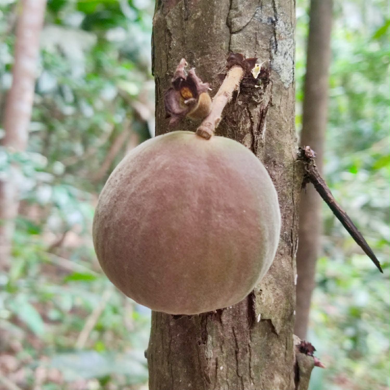 only 1 seed available - Pre-Order - Plinia rara Vermelha - 1 fresh seed / 1 frischer Samen