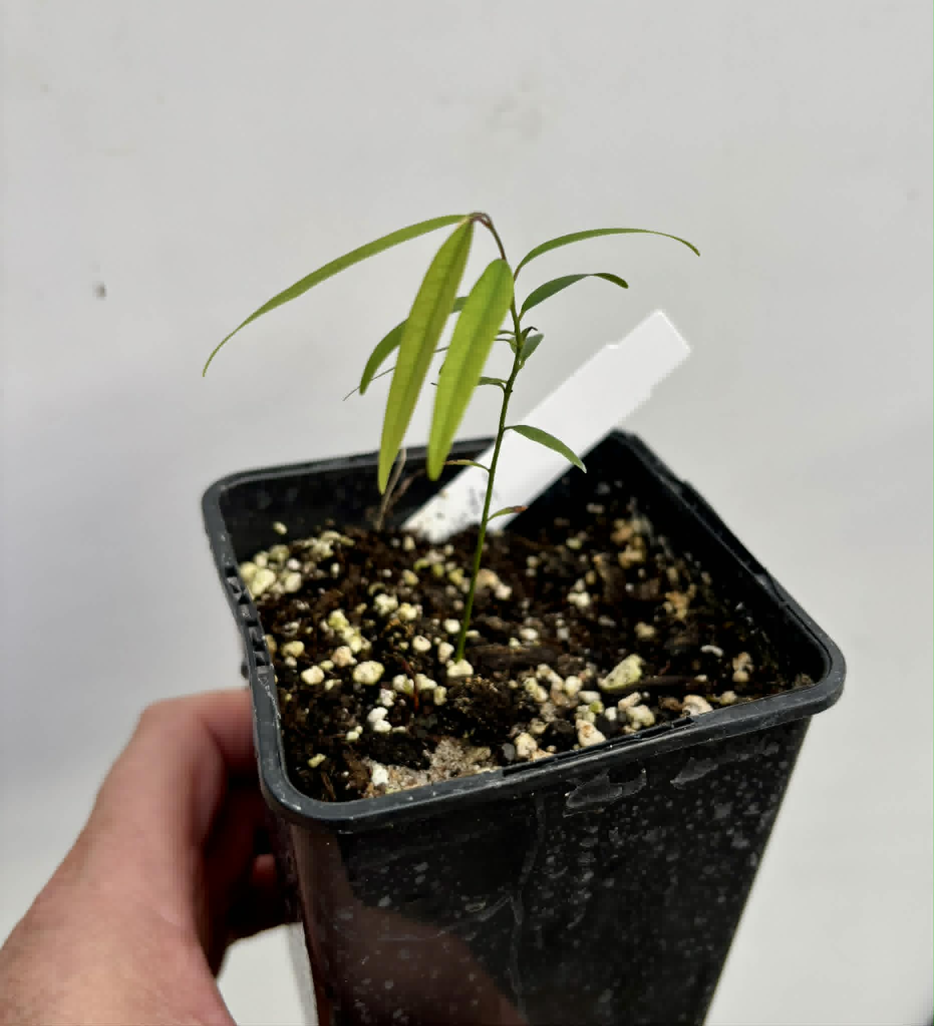 Rumdol (Sphaerocoryne lefevrei) - 1 potted seedling / 1 getopfter Sämling