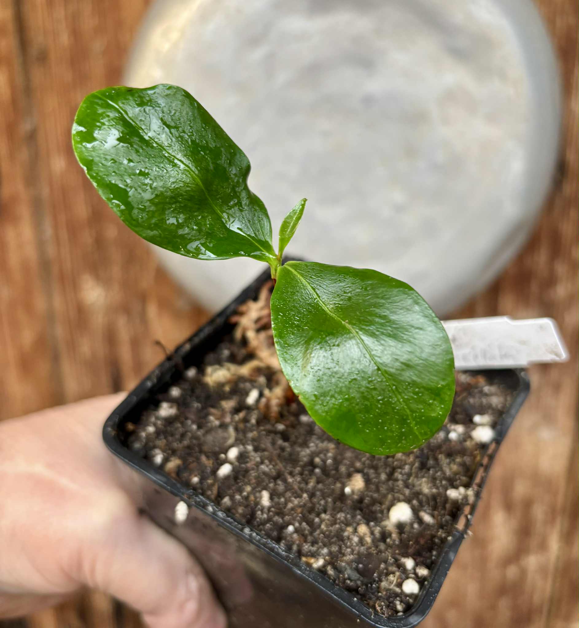 Currupixá (Micropholis crassipedicellata)  -  1 potted seedling / 1 getopfter Sämling