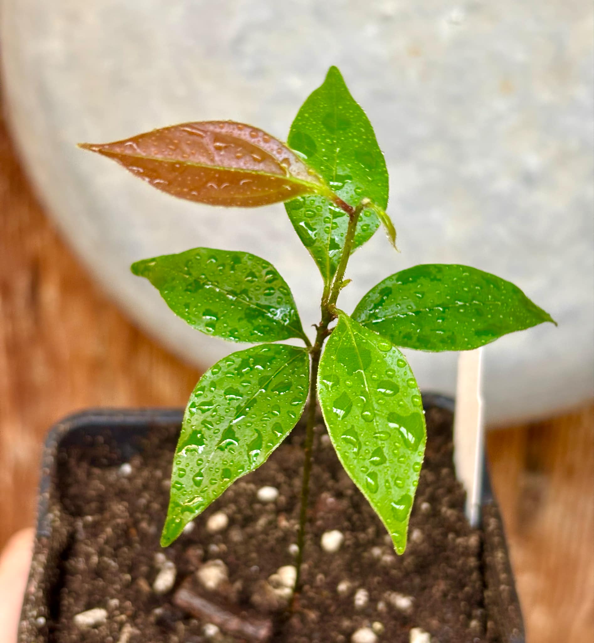 ZIMT - True Cinnamon (Cinnamomum verum) -  1 potted plant / 1 getopfte Pflanze 