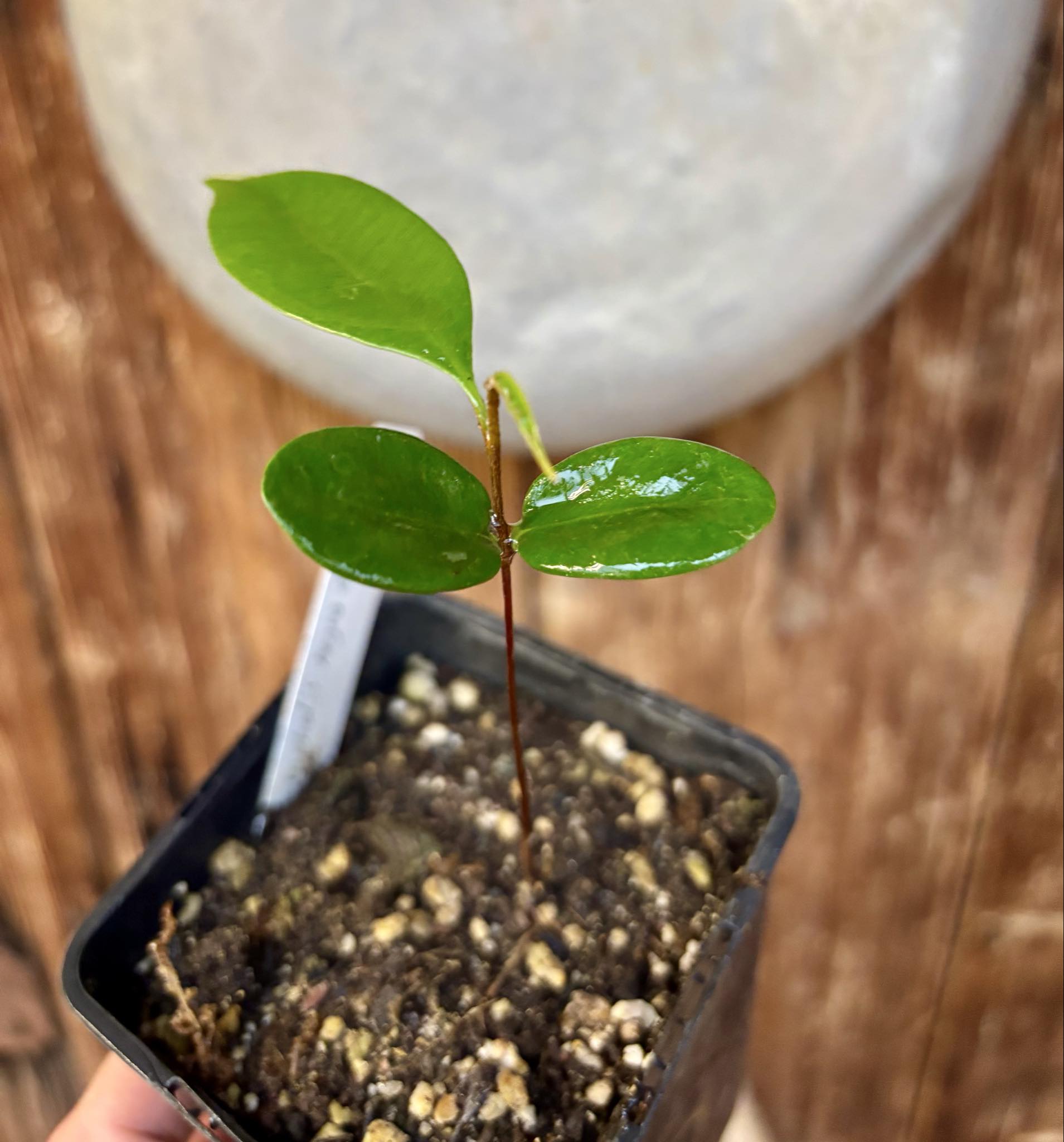 only one plant - Micropholis sp Negro de Cabo  -  1 potted seedling / 1 getopfter Sämling only one plant - Micropholis sp Negro de Cabo  -  1 potted seedling / 1 getopfter Sämling