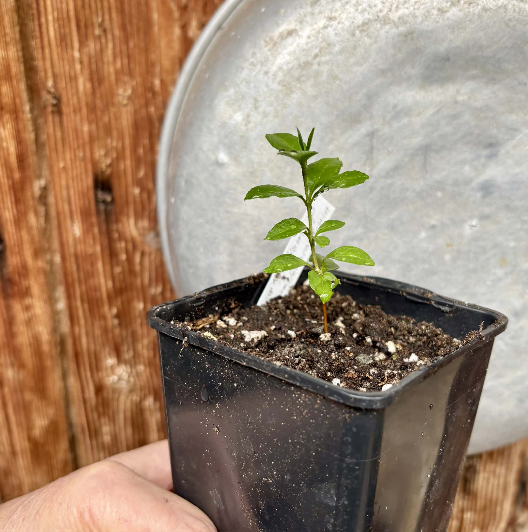Psidium sp Anacardium -  1 potted seedling / 1 getopfter Sämling