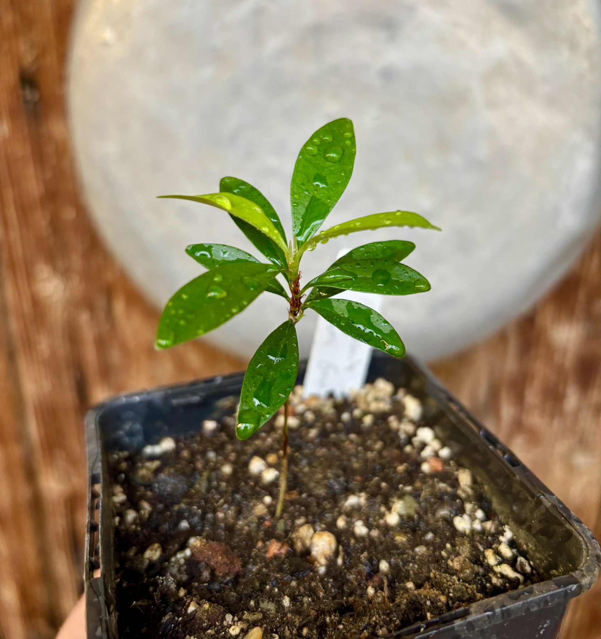 Eugenia sp Nova Rio Guari - 1 potted seedling / 1 getopfter Sämling