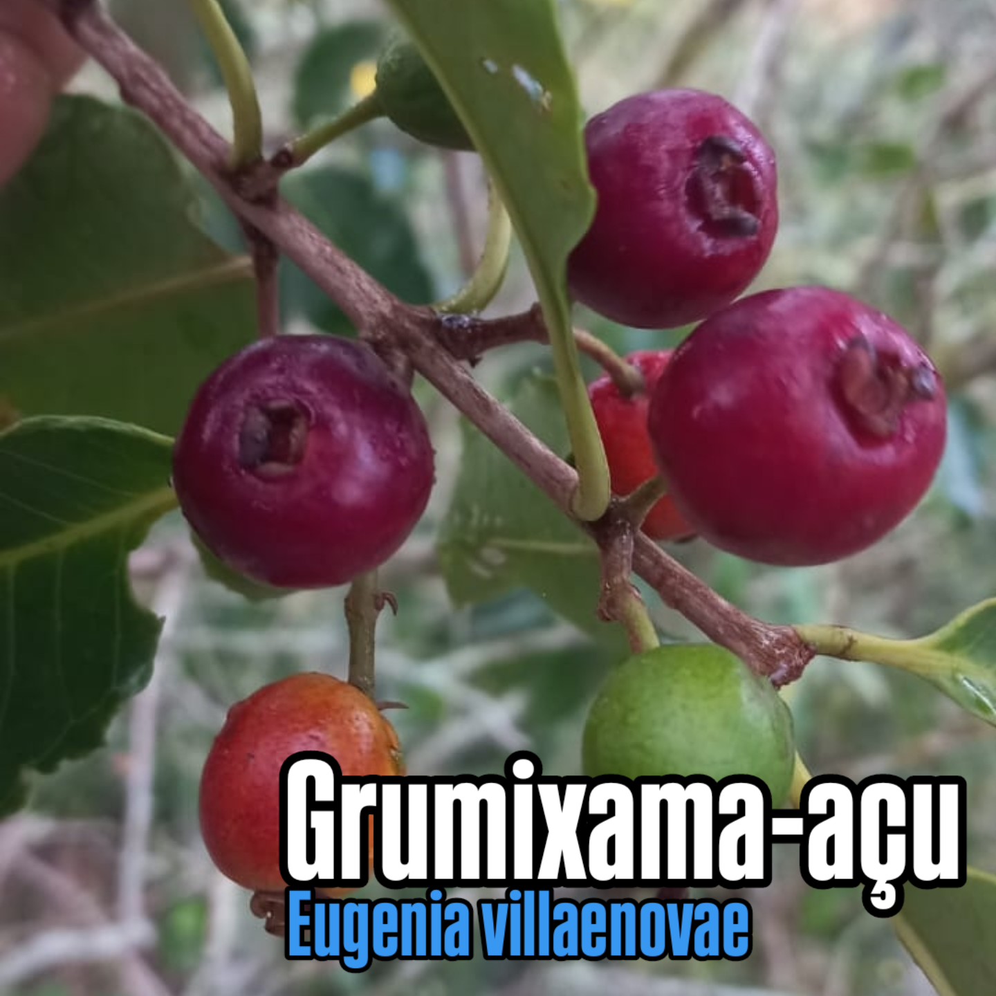 Grumixama-açu (Eugenia villae-novae) - 1 potted seedling / 1 getopfter Sämling