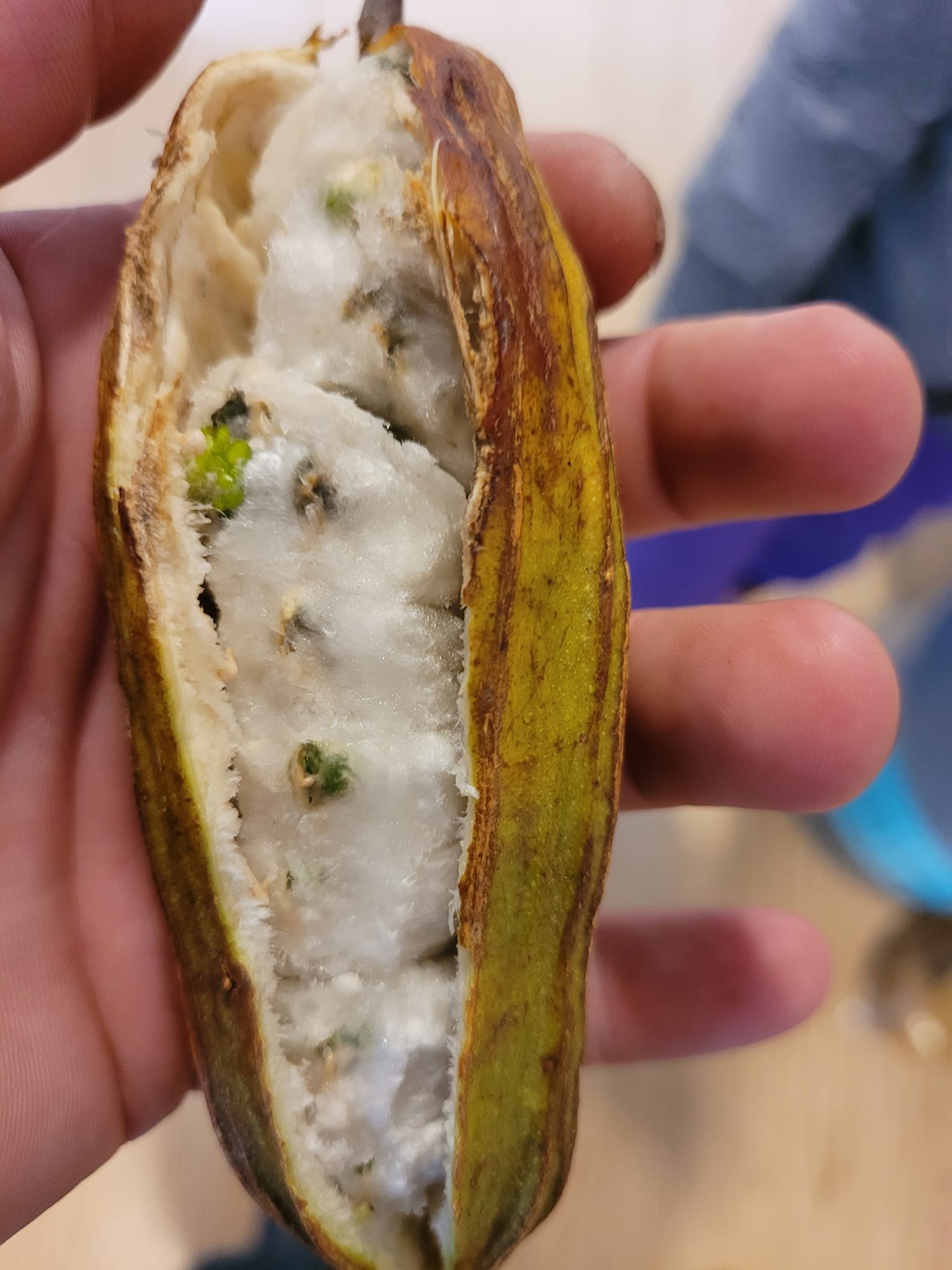 Inga vera  - 1 potted seedling / 1 getopfter Sämling