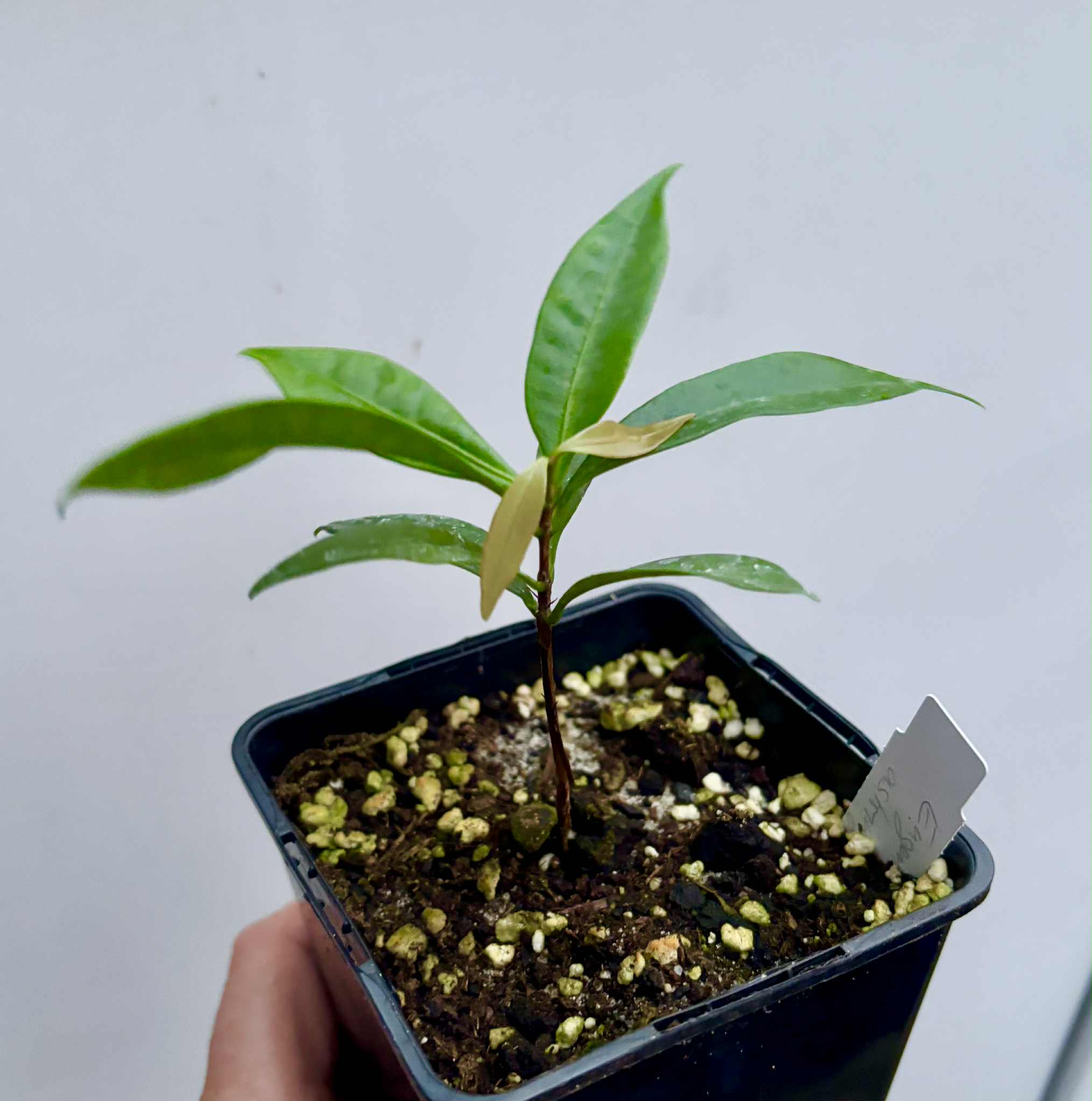 Eugenia astringens - 1 potted plant / 1 getopfte Pflanze