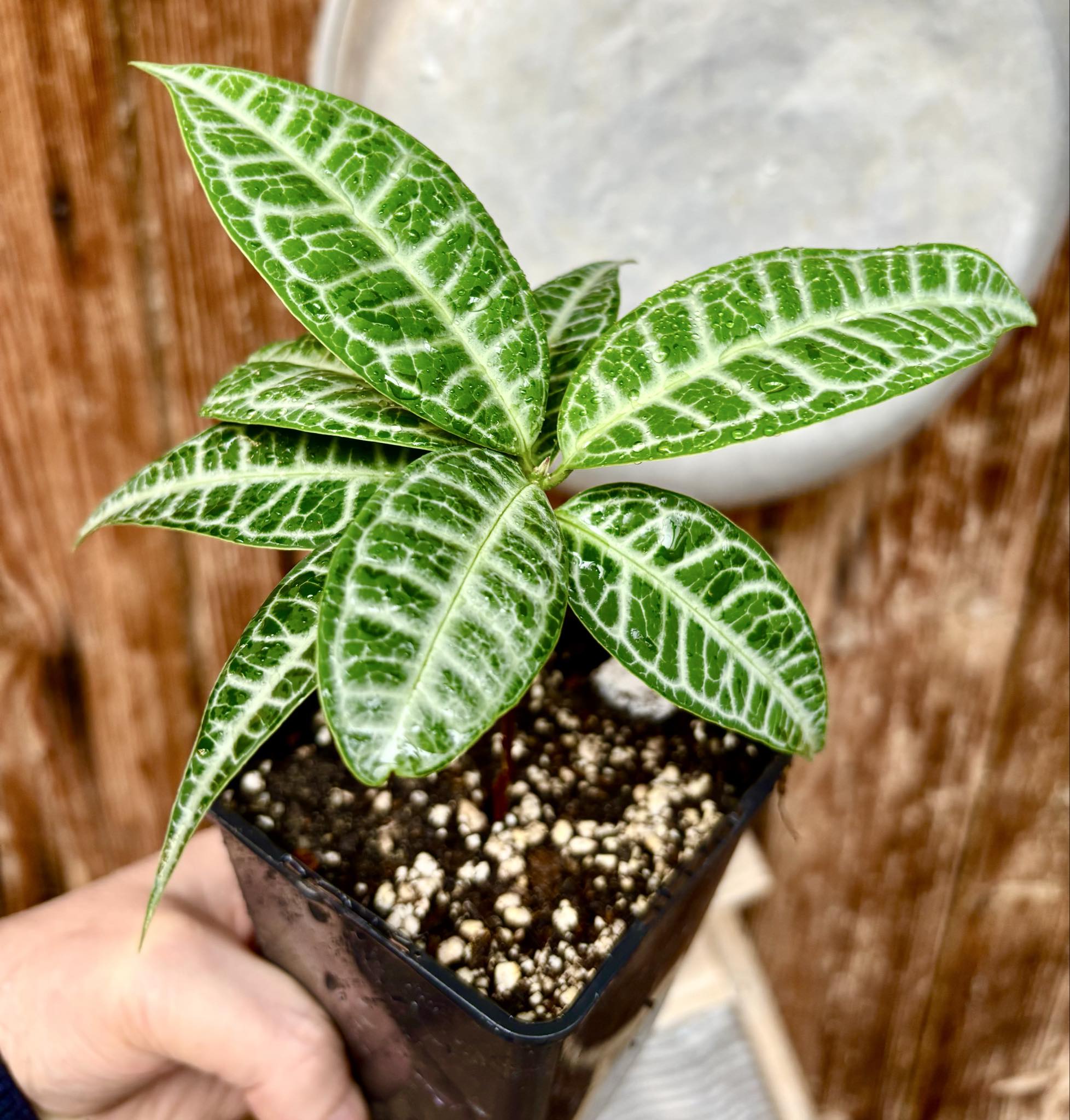 Eugenia sp Labisia Nr. C -  1 potted plant / 1 getopfte Pflanze