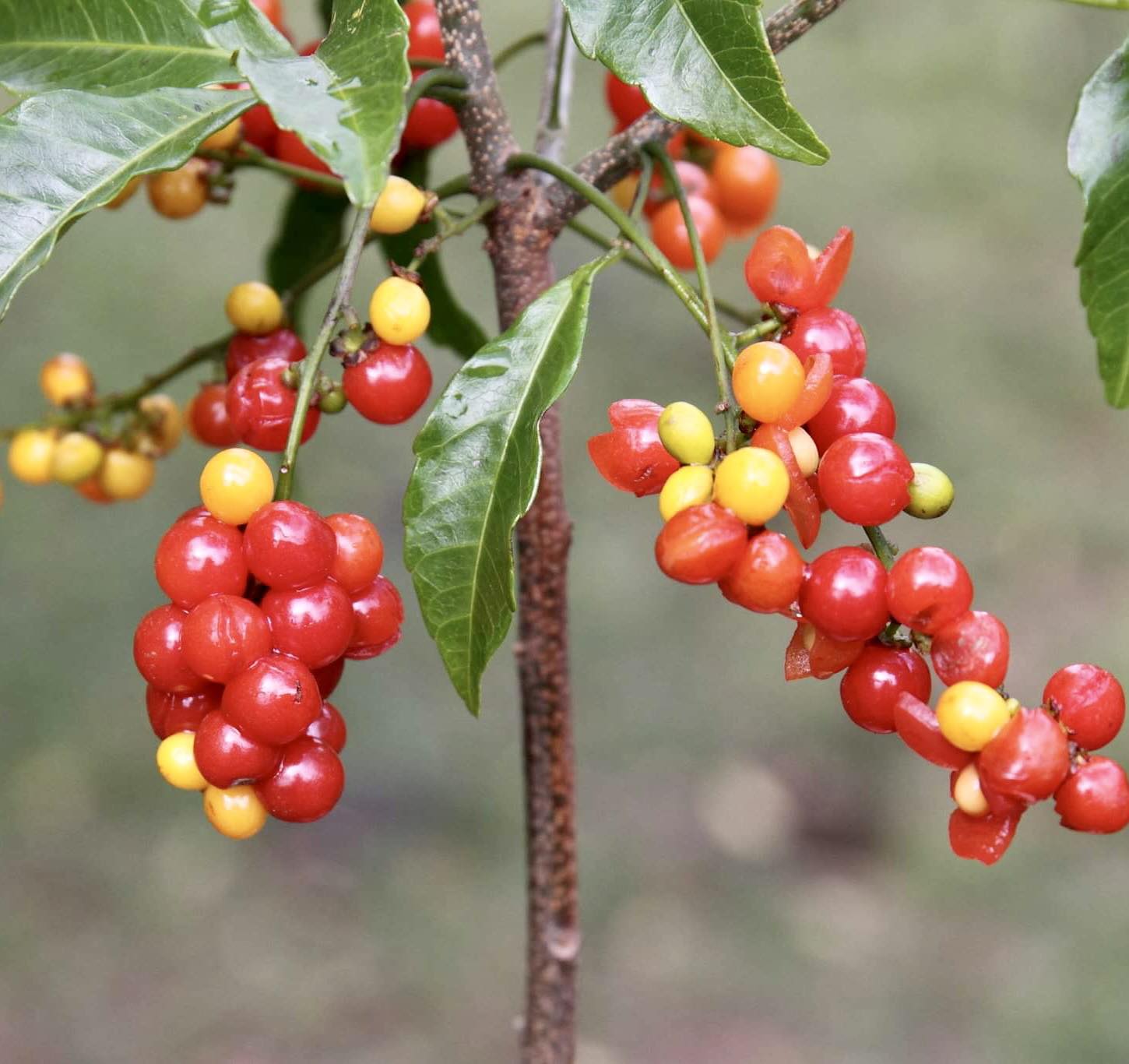 Allophylus edulis - Chal-Chal / Fruta de Pomba - 1 fresh seed / 1 frischer Samen