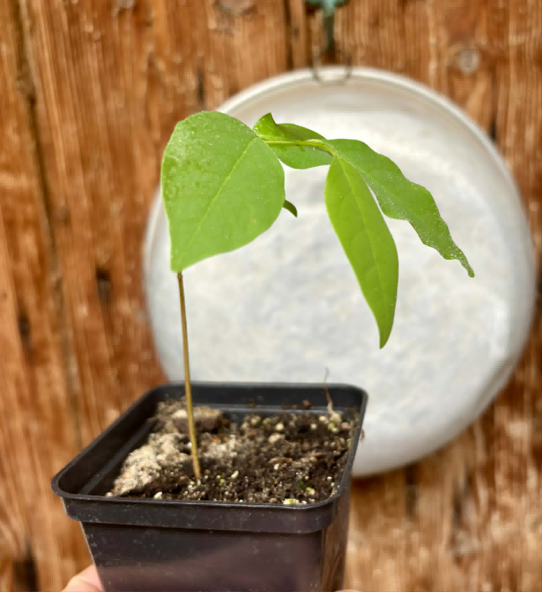 Annona emarginata - 1 potted plant / 1 getopfte Pflanze 