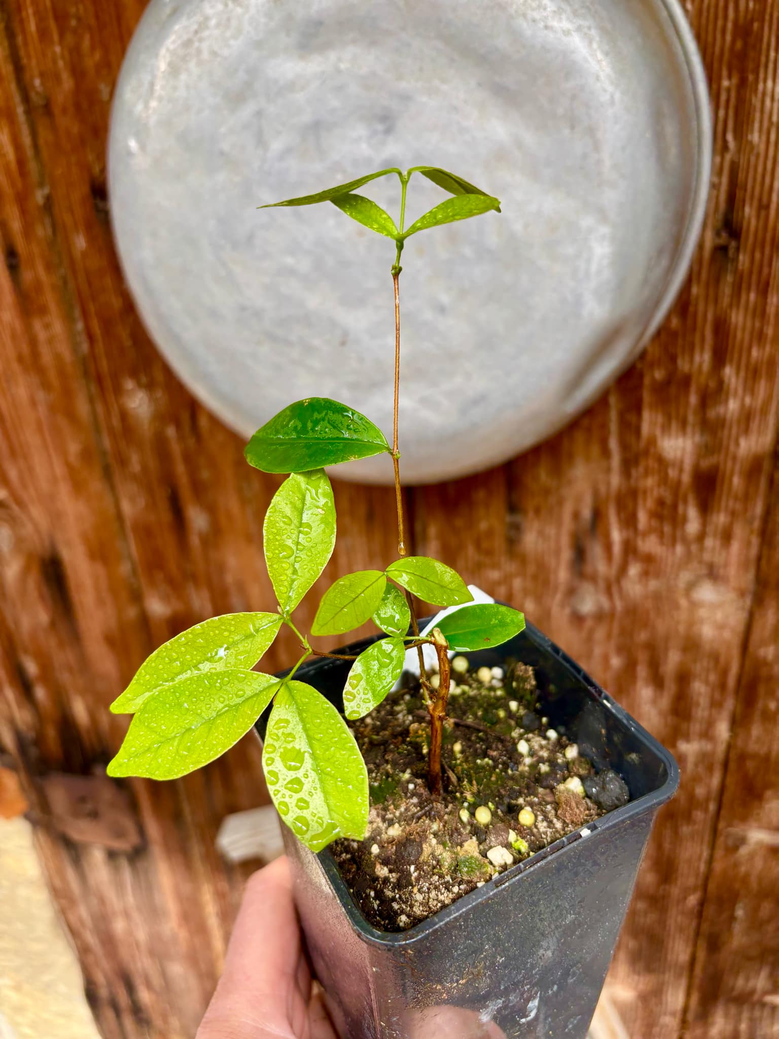 Myrcia multiflora - 1 potted plant / 1 getopfte Pflanze Myrcia multiflora - 1 potted plant / 1 getopfte Pflanze