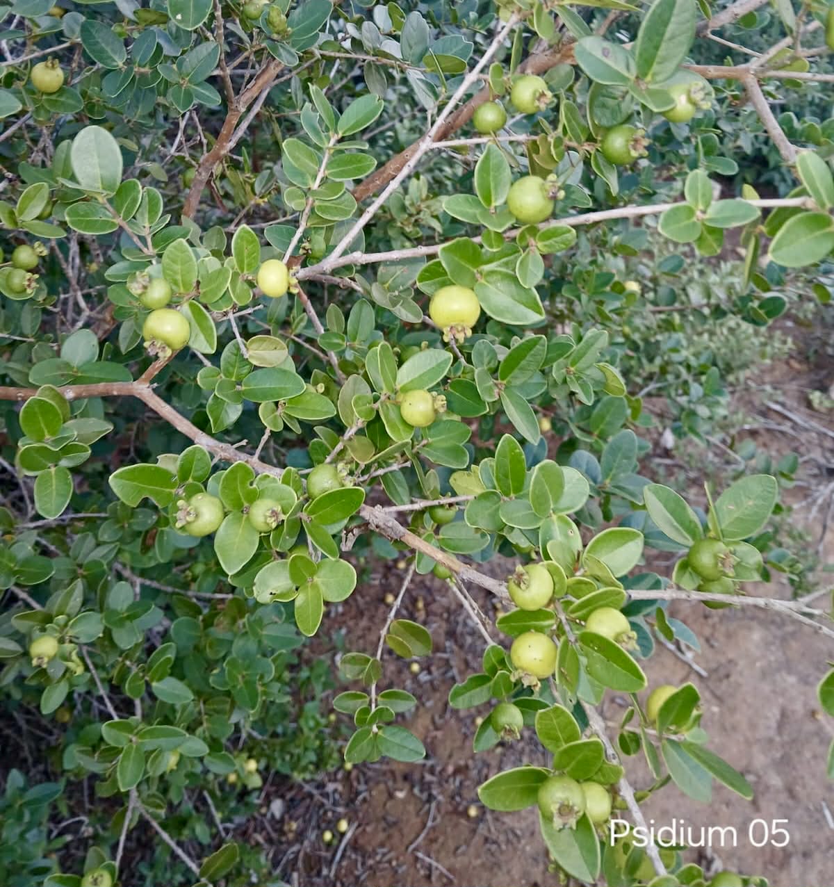 Set of 5 different Psidium sp from Espinhaço  -  5 fresh seeds / 5 frische Samen