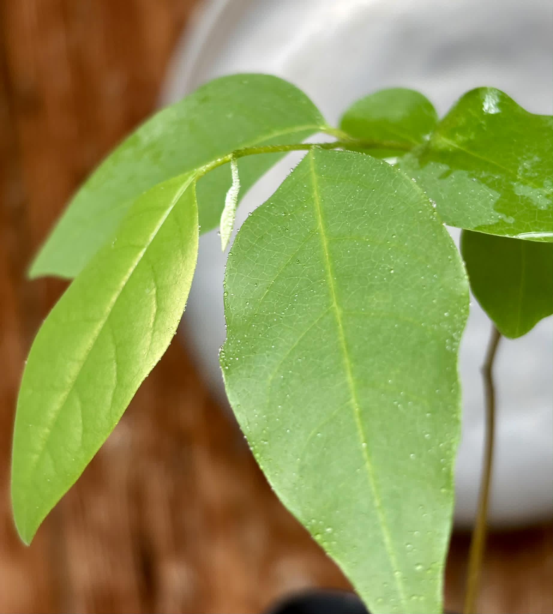 Annona emarginata - 1 potted plant / 1 getopfte Pflanze 
