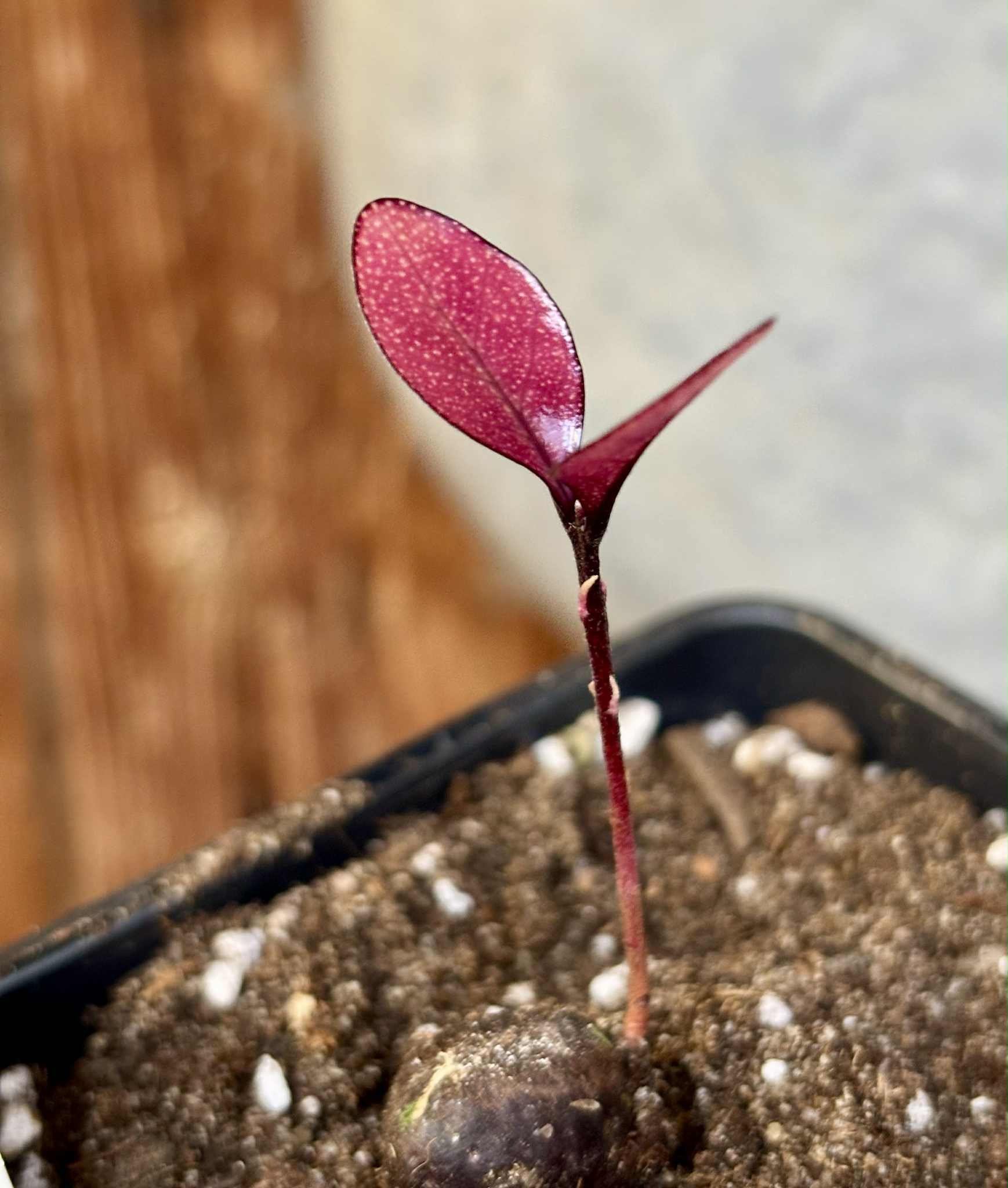 Eugenia sp Pindoca - 1 potted seedling / 1 getopfter Sämling