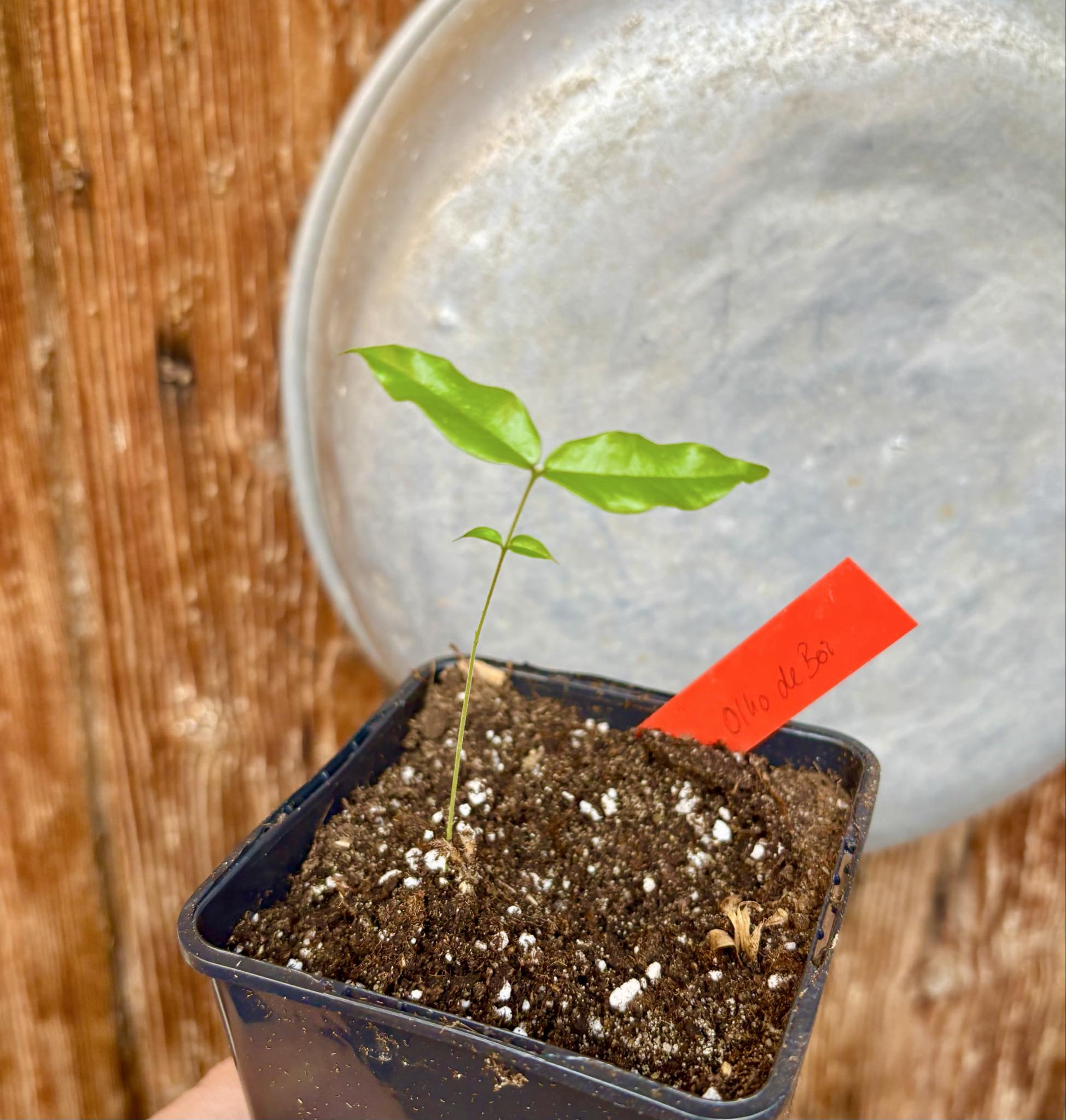 Plinia coronata var. Olho de Boi Seleção - 1 potted seedling / 1 getopfter Sämling