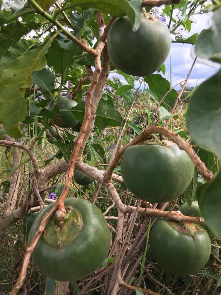 Fruta do Lobo - Wolf Apple (Solanum lycocarpum) - 1 fresh seed / 1 frischer Samen