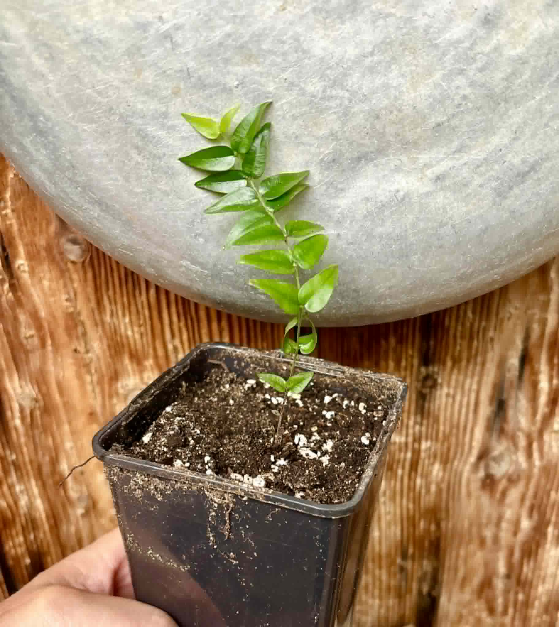 Myrciaria sp Maruim - 1 potted seedling / 1 getopfter Sämling
