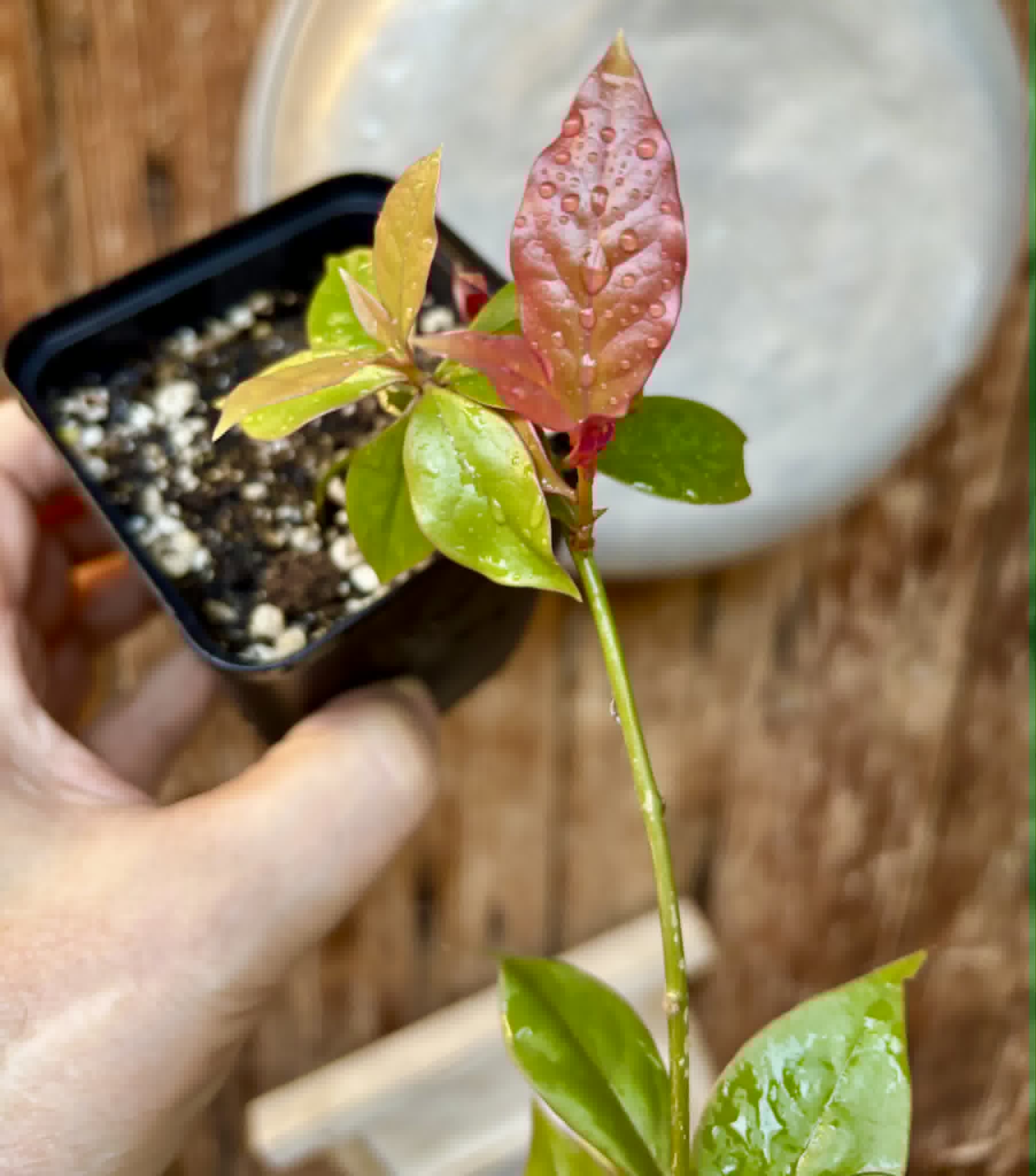 Barbados Gooseberry - Pereskia aculeata- 1 potted plant / 1 getopfte Pflanze
