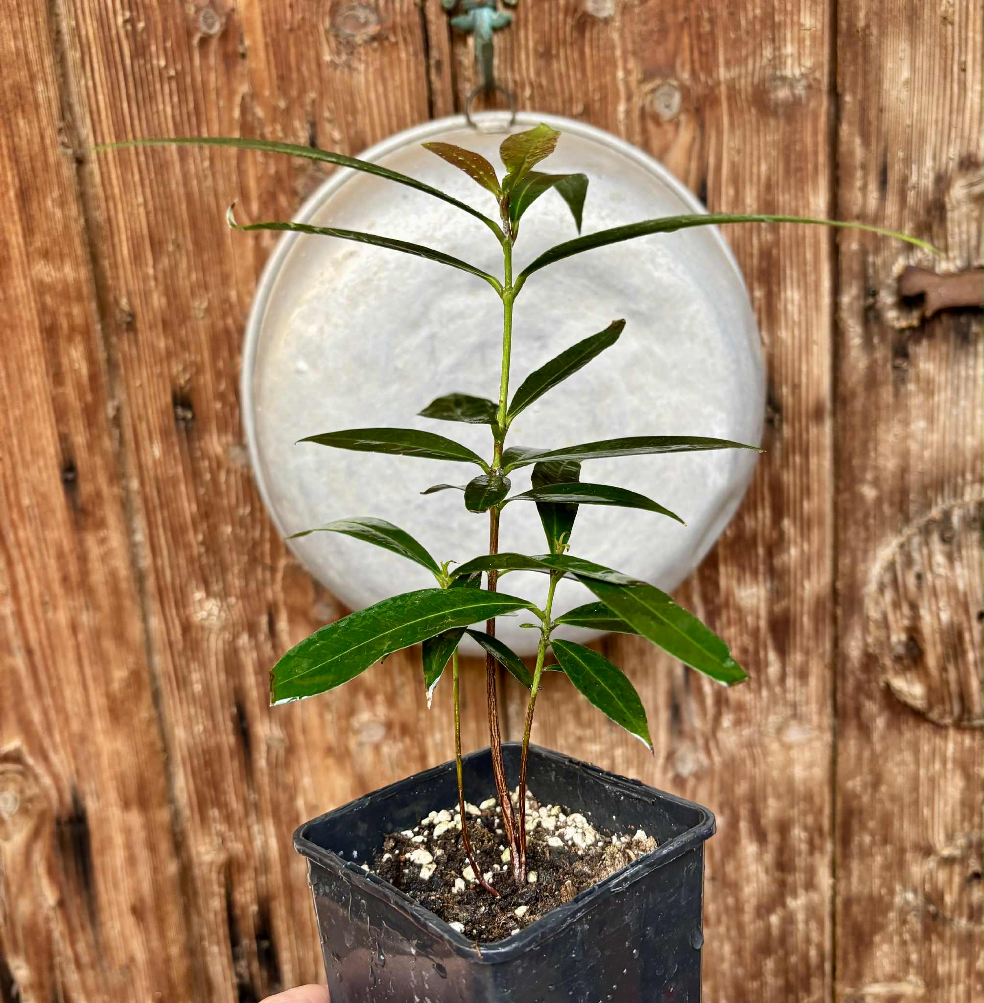 Eugenia sp Jambo da Mata -  1  potted seedling / 1 getopfter Sämling