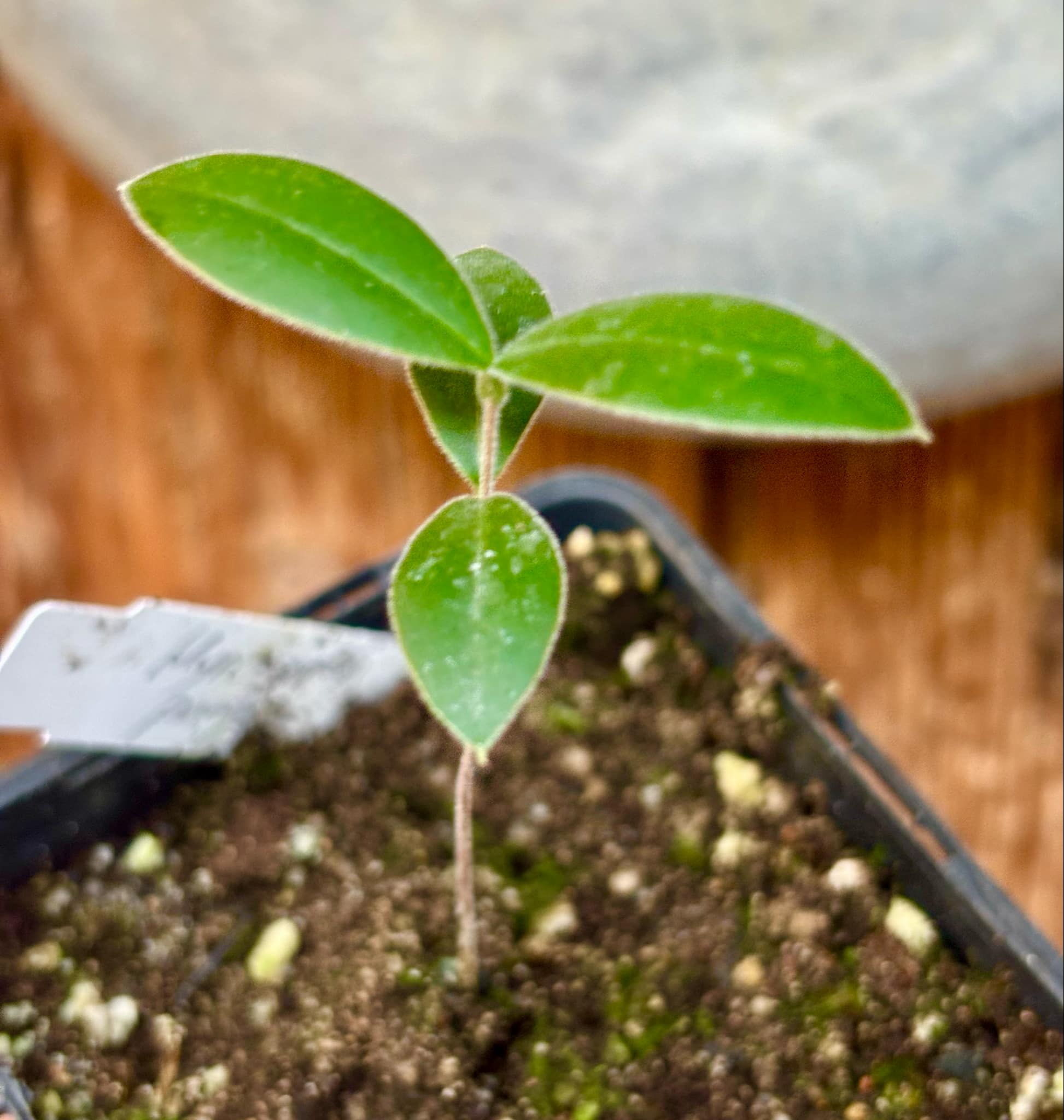 Myrcianthes pungens - Guabiju - 1 potted plant / 1 getopfte Pflanze Myrcianthes pungens - Guabiju - 1 potted plant / 1 getopfte Pflanze