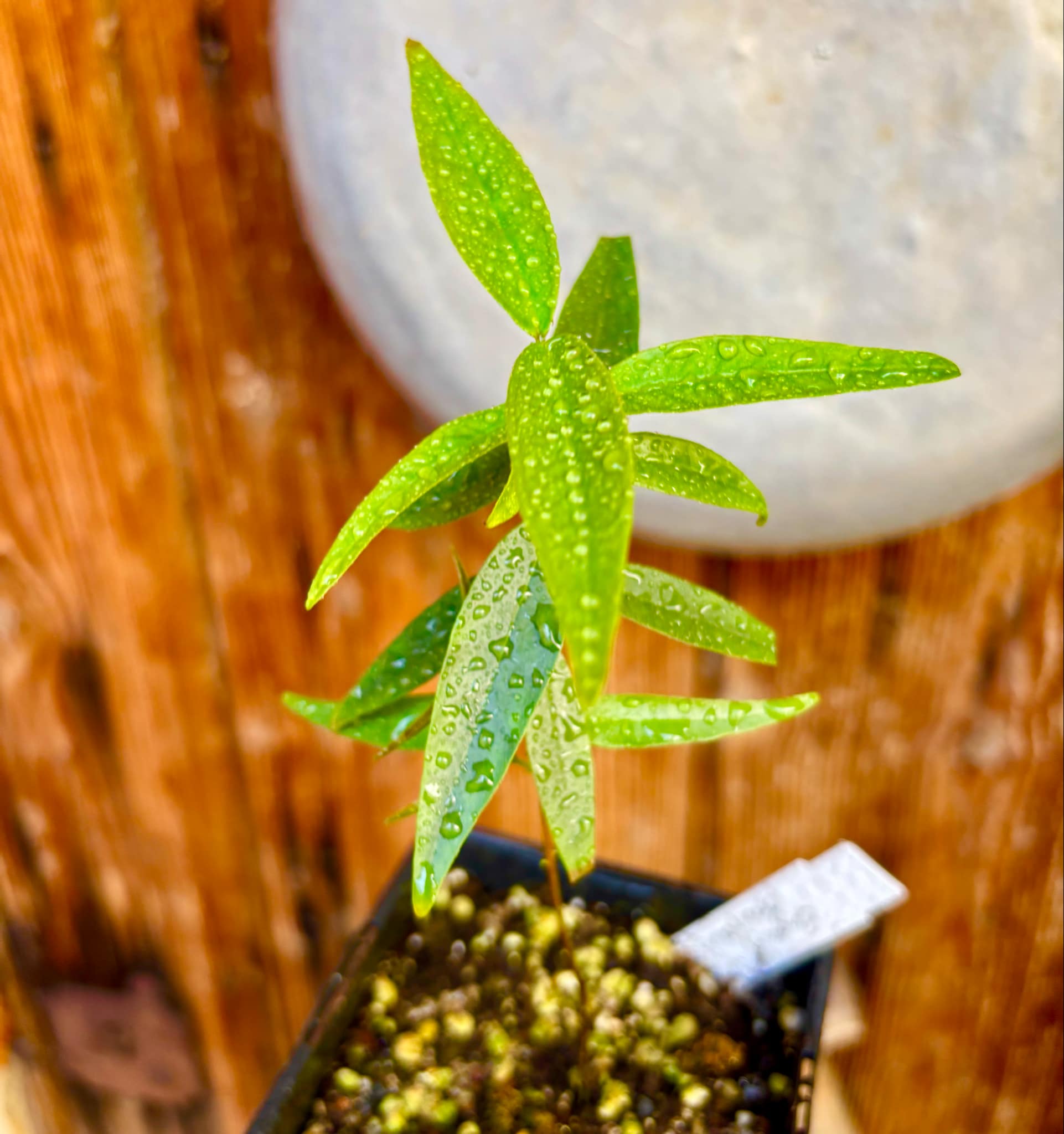 Eugenia pruniformis - Ameixa da Preta - 1 potted plant / 1 getopfte Pflanze