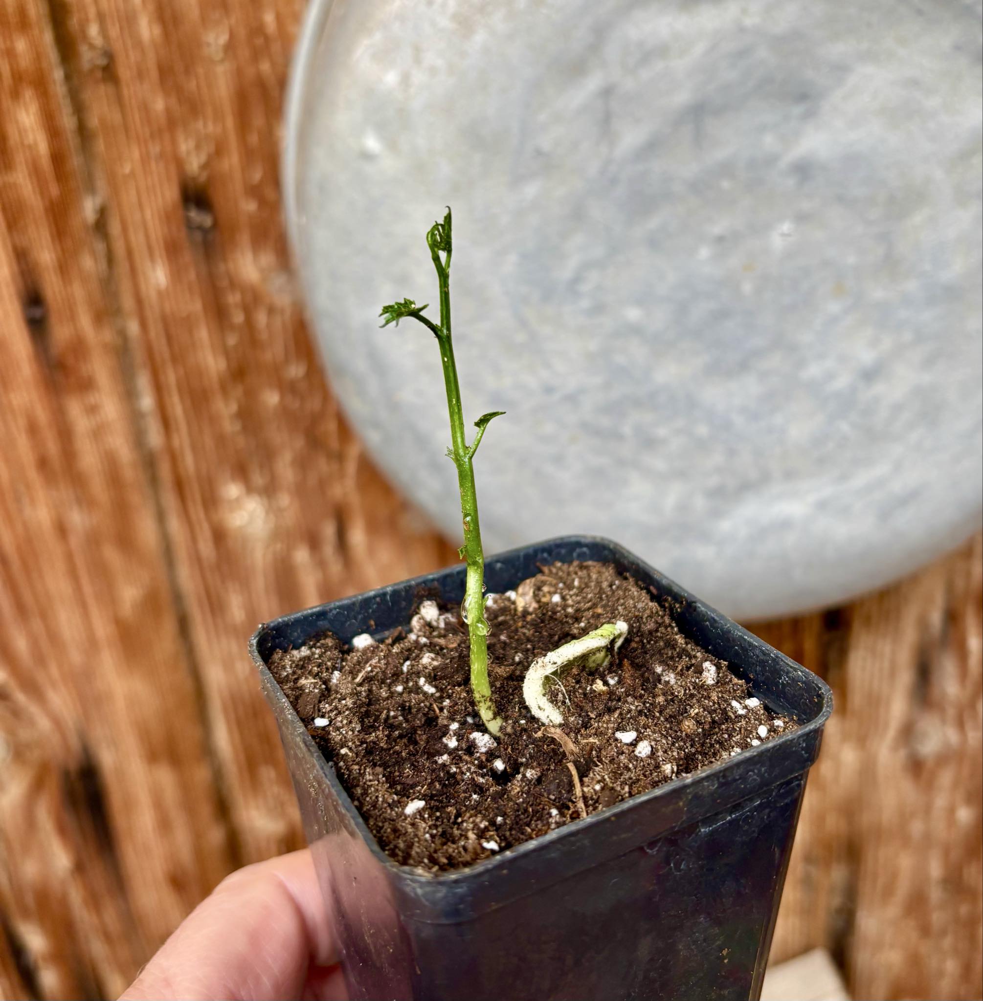 GAC Fruit (Momordica cochinchinensis) - 1 potted seedling / 1 getopfter Sämling