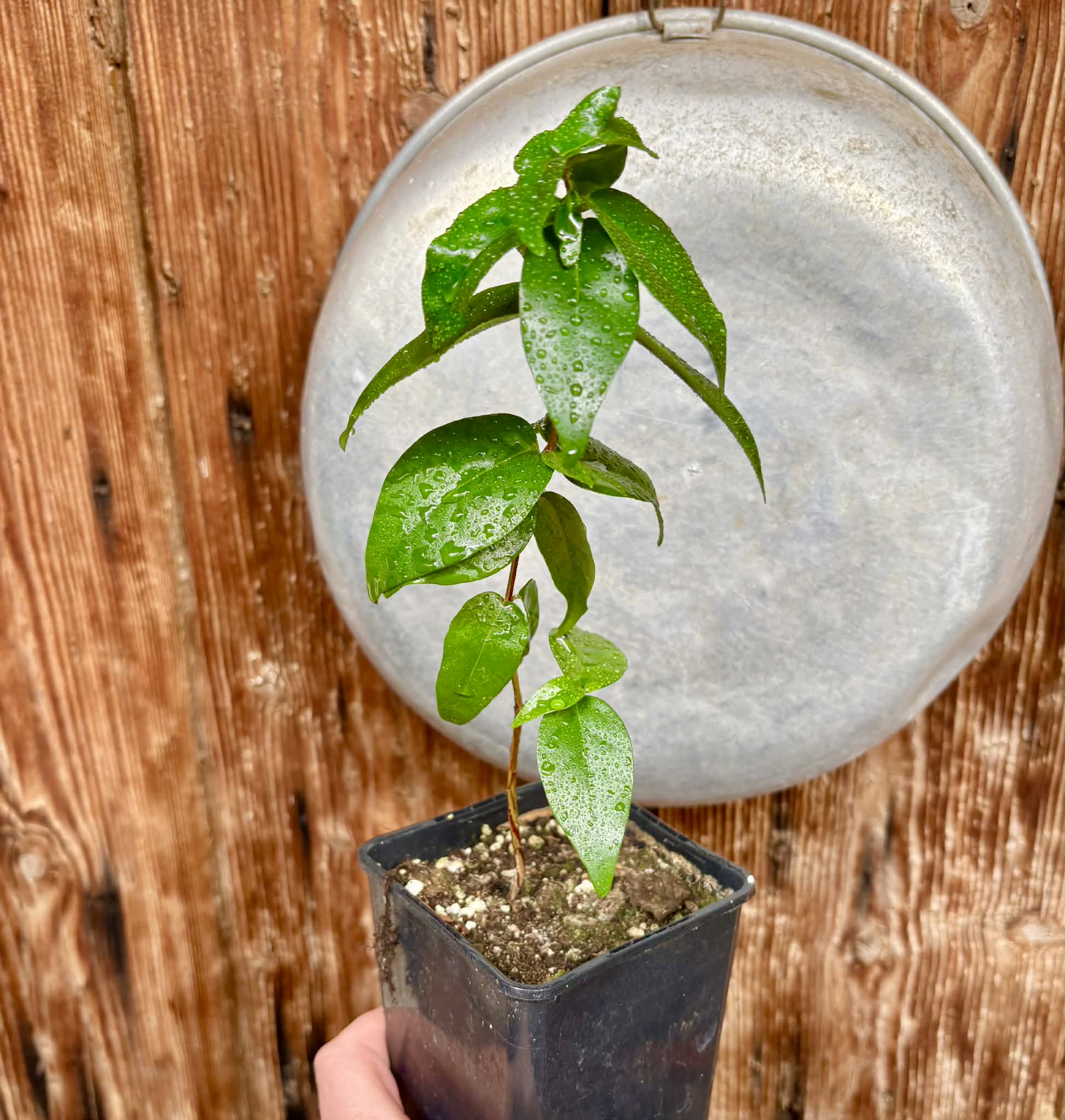 Eugenia uniflora var. Gigante Pitangao  - 1 potted seedling / 1 getopfter Sämling