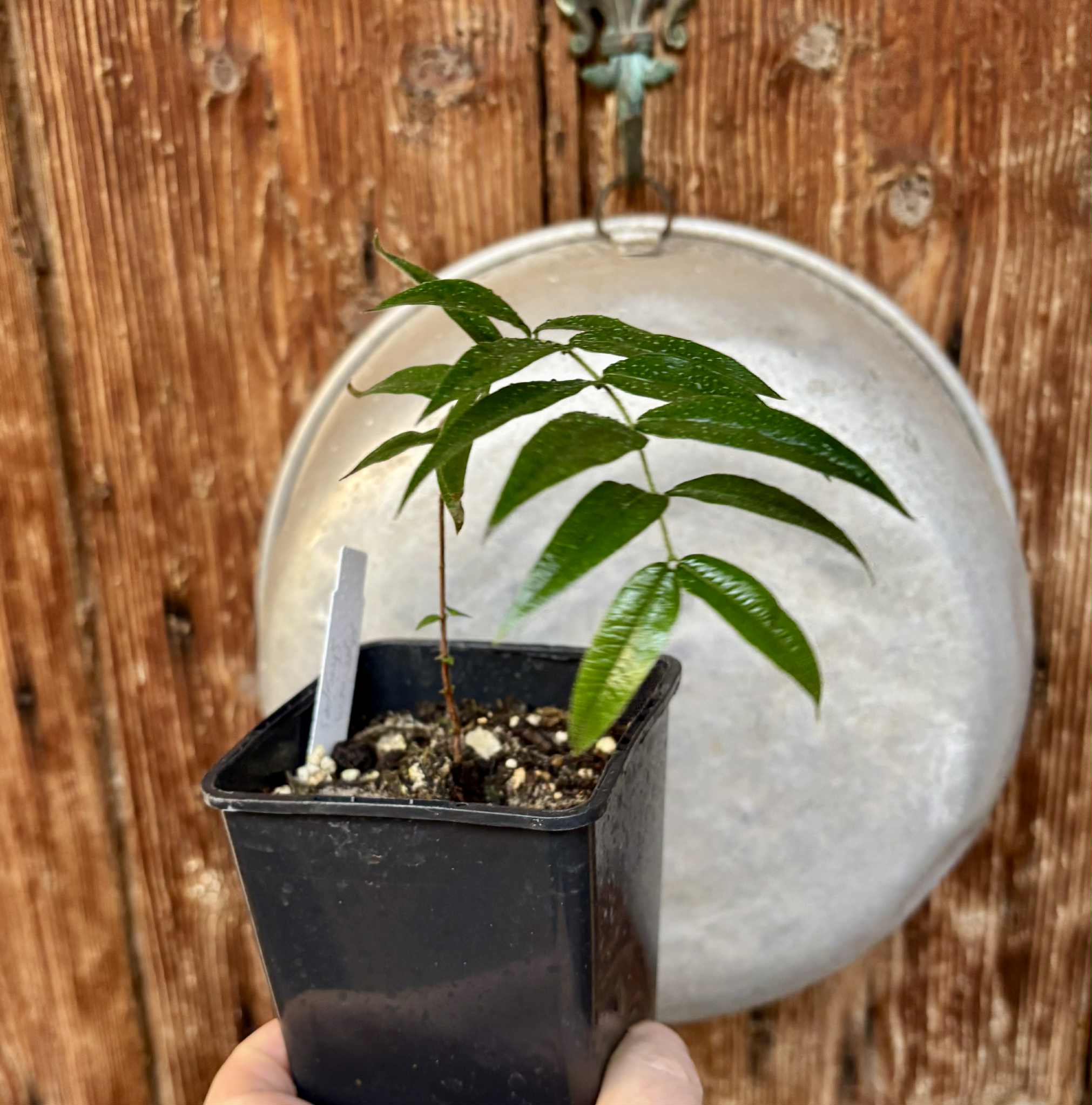 Beach Cambuca (Myrciaria strigipes) - 1 potted plant / 1 getopfte Pflanze