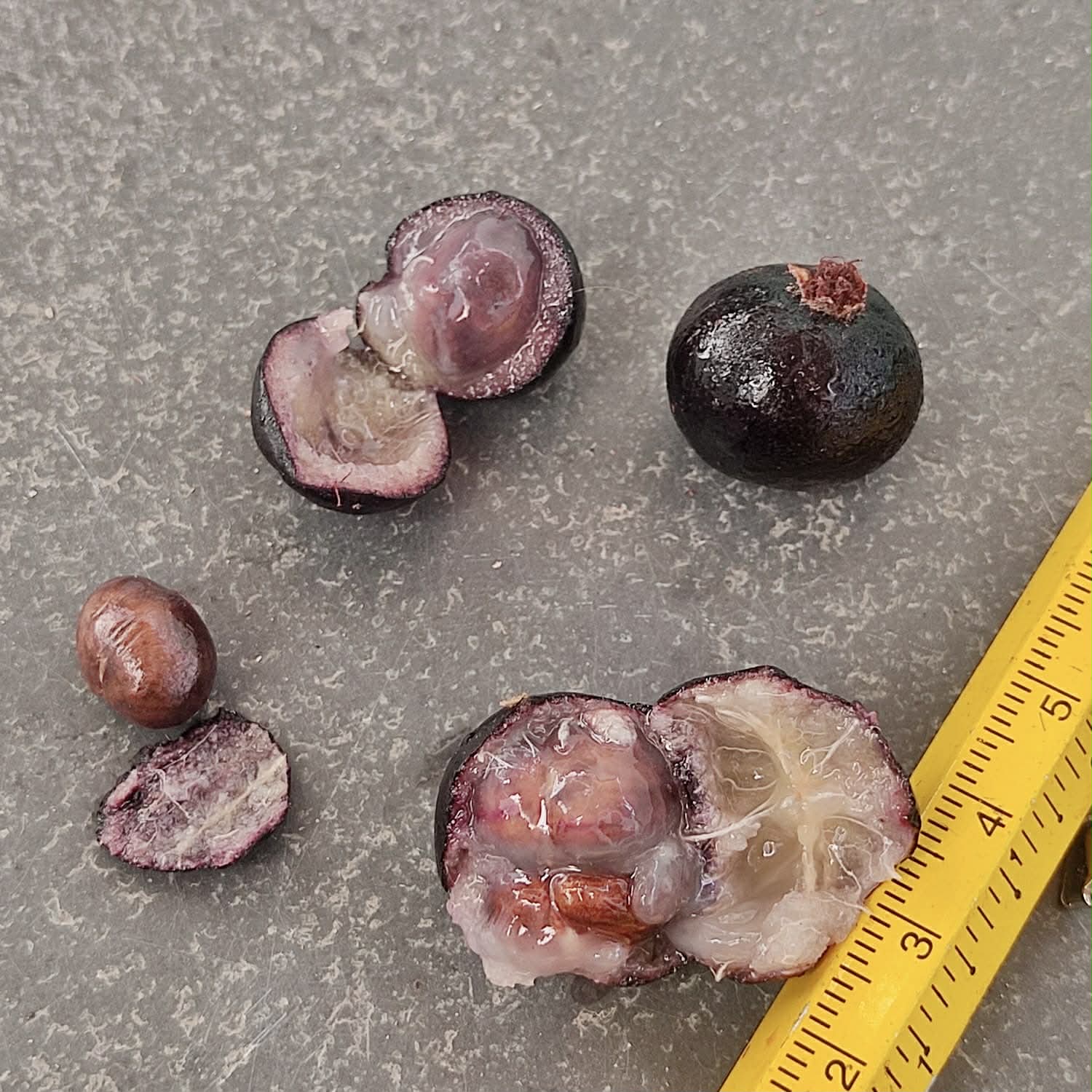 Pre Order - Myrcia sp Jaboticaba de Penca -  1 fresh seed / 1 frischer Samen