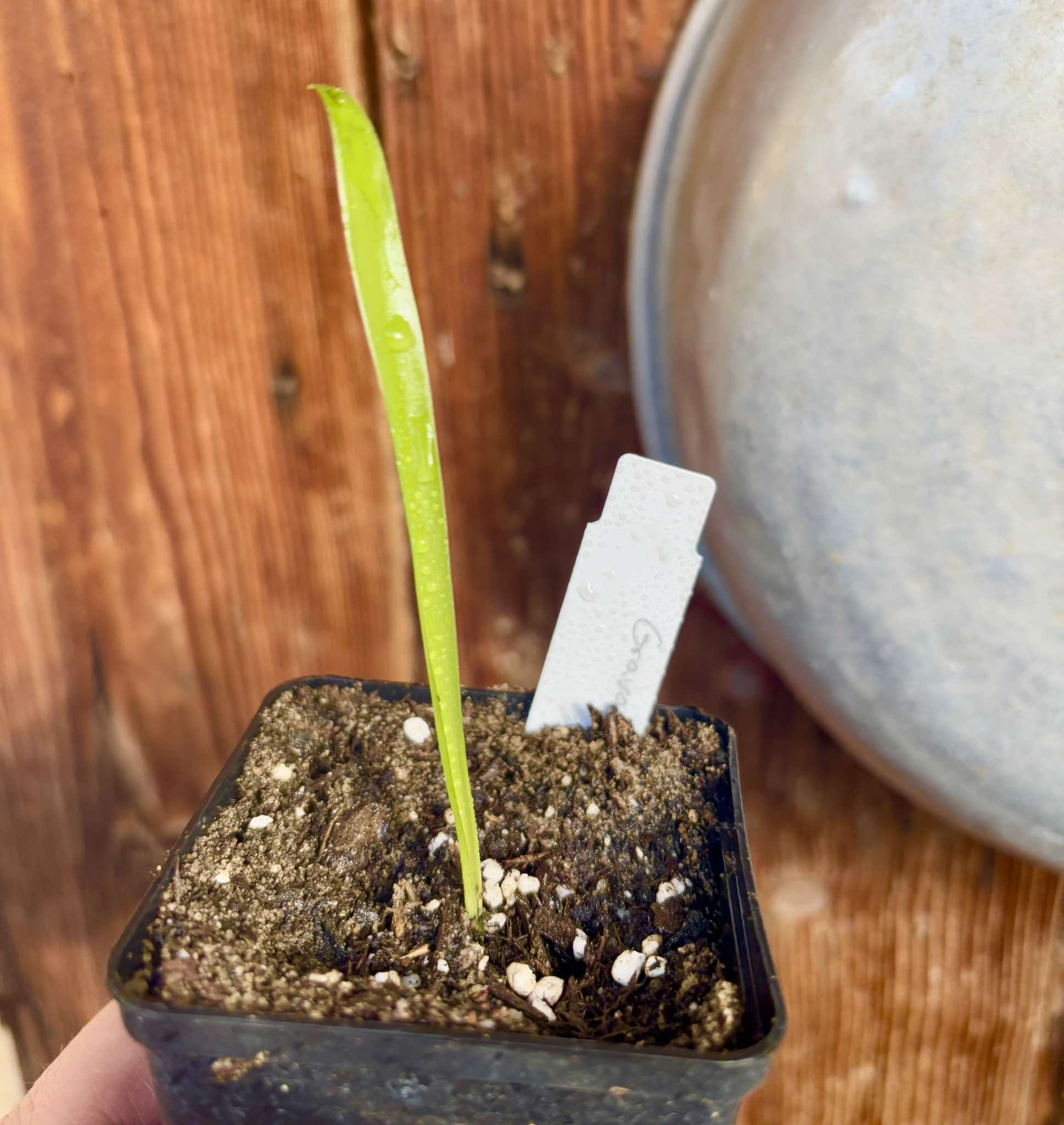 Gravata (Bromelia antiacantha)  -  1 small potted seedling / 1 kleiner, getopfter Sämling