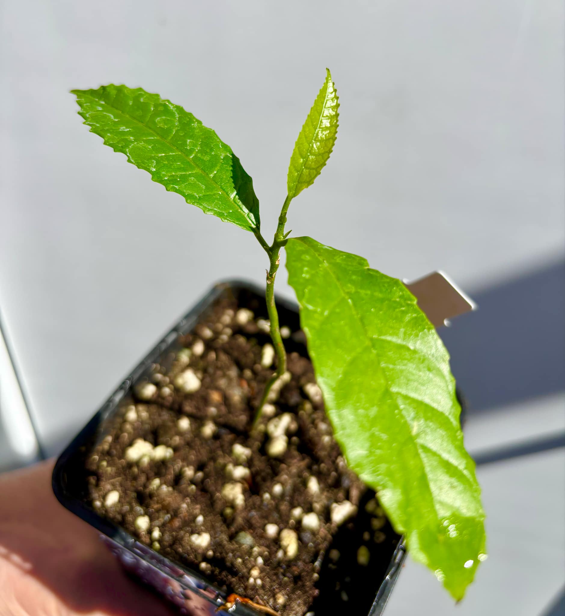 Artocarpus lacucha - Lakoocha  -  1 small potted plant / 1 kleine, getopfte Pflanze