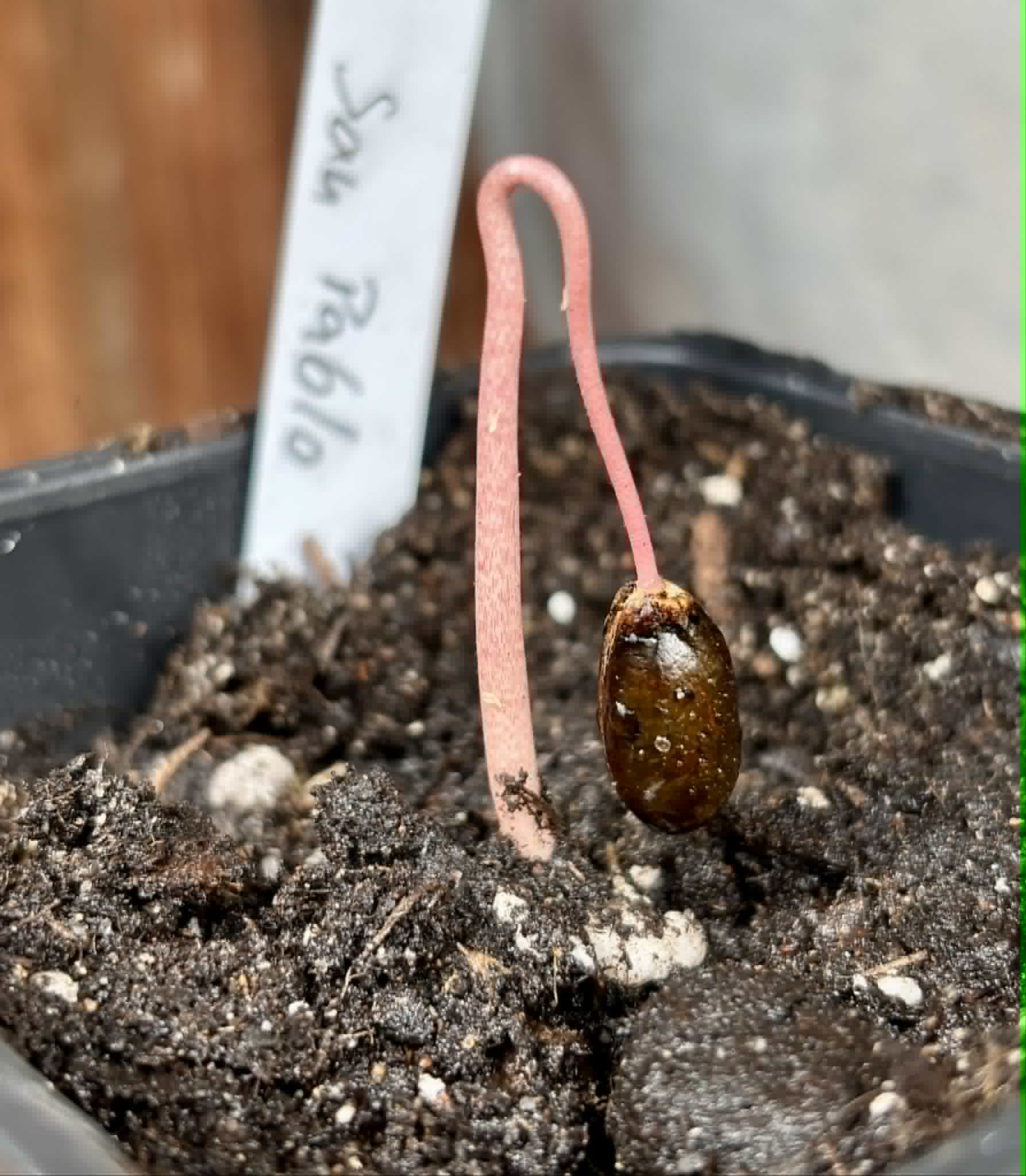 Annona reticulata var San Pablo - 1 potted seedling / 1 getopfter Sämling